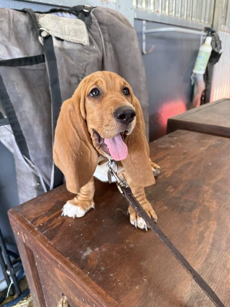 Humphrey, a ADOPTABLE Basset Hound in Auburndale, FL image 2/3