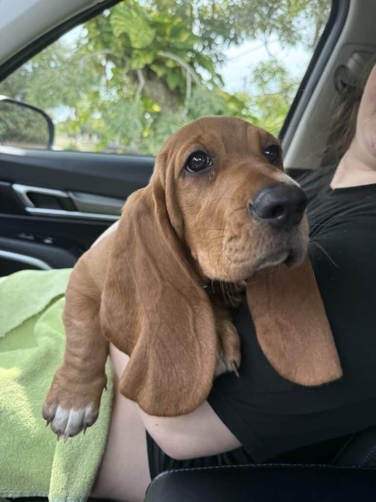 Humphrey, a ADOPTABLE Basset Hound in Auburndale, FL image 3/3