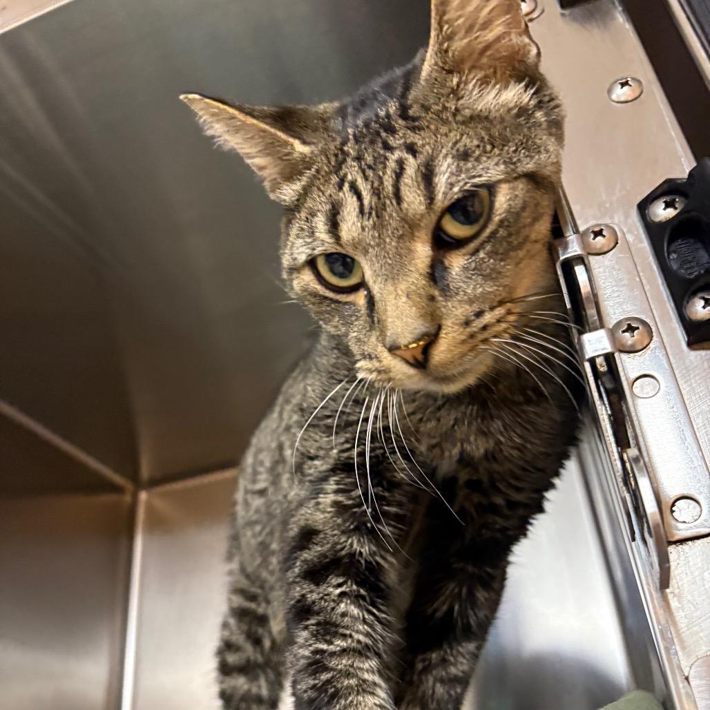 Enzo, Adoptable, Adult Male Domestic Short Hair.
