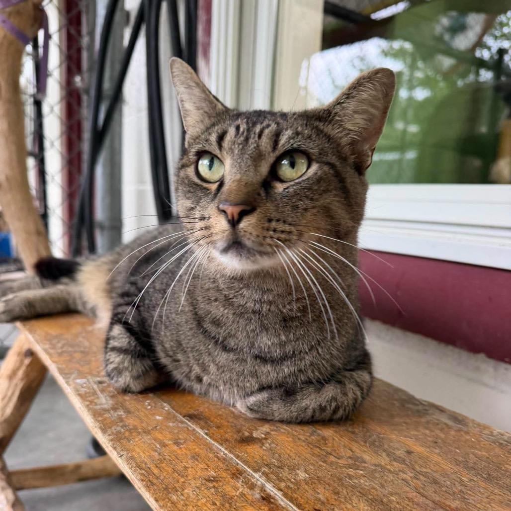 Enlarge Enzo, a Adoptable Domestic Short Hair in Shinnston, WV image 2/2
