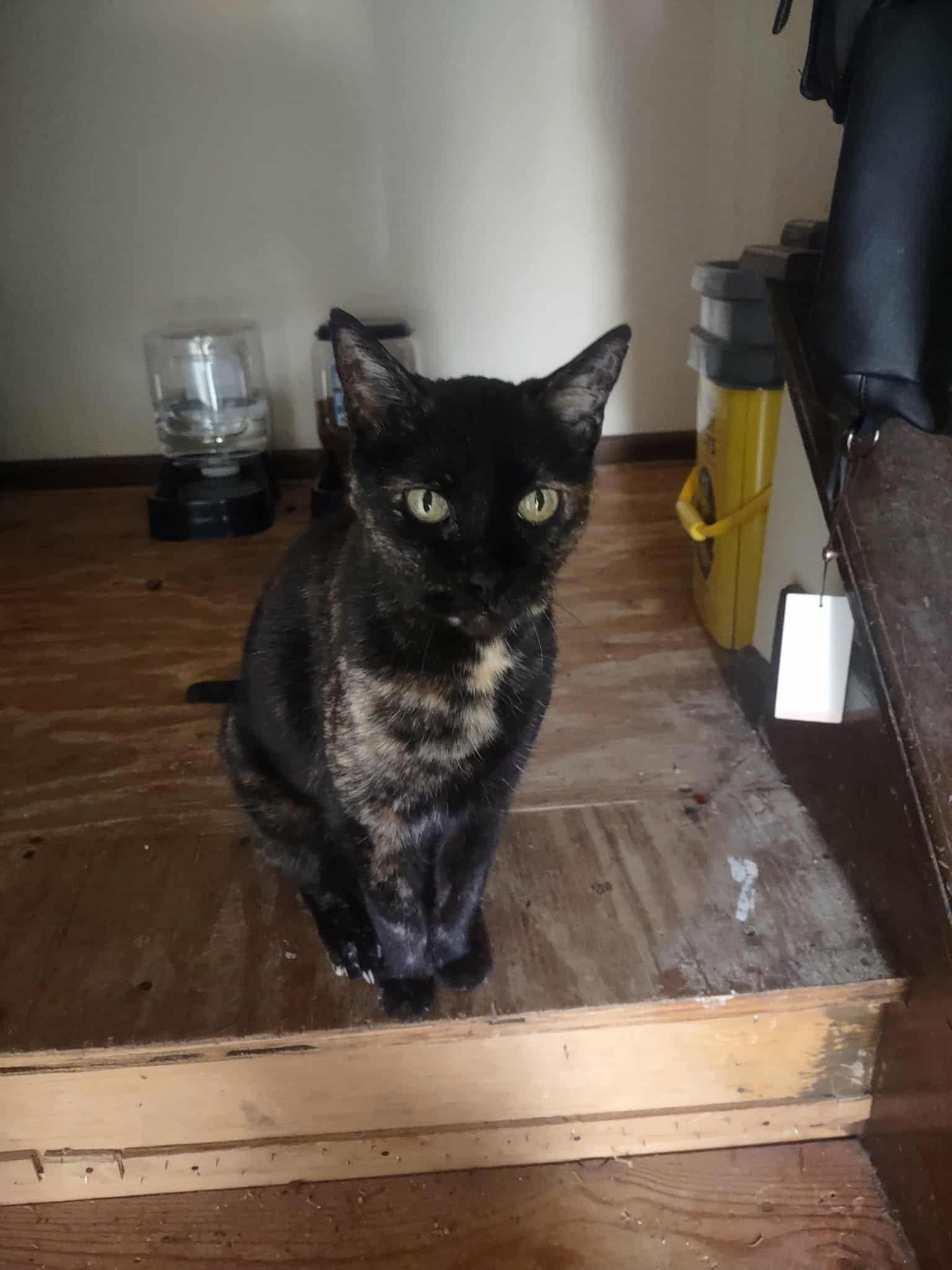 Lucy Needs a New Home…, Adopted, Adult Female Torbie.