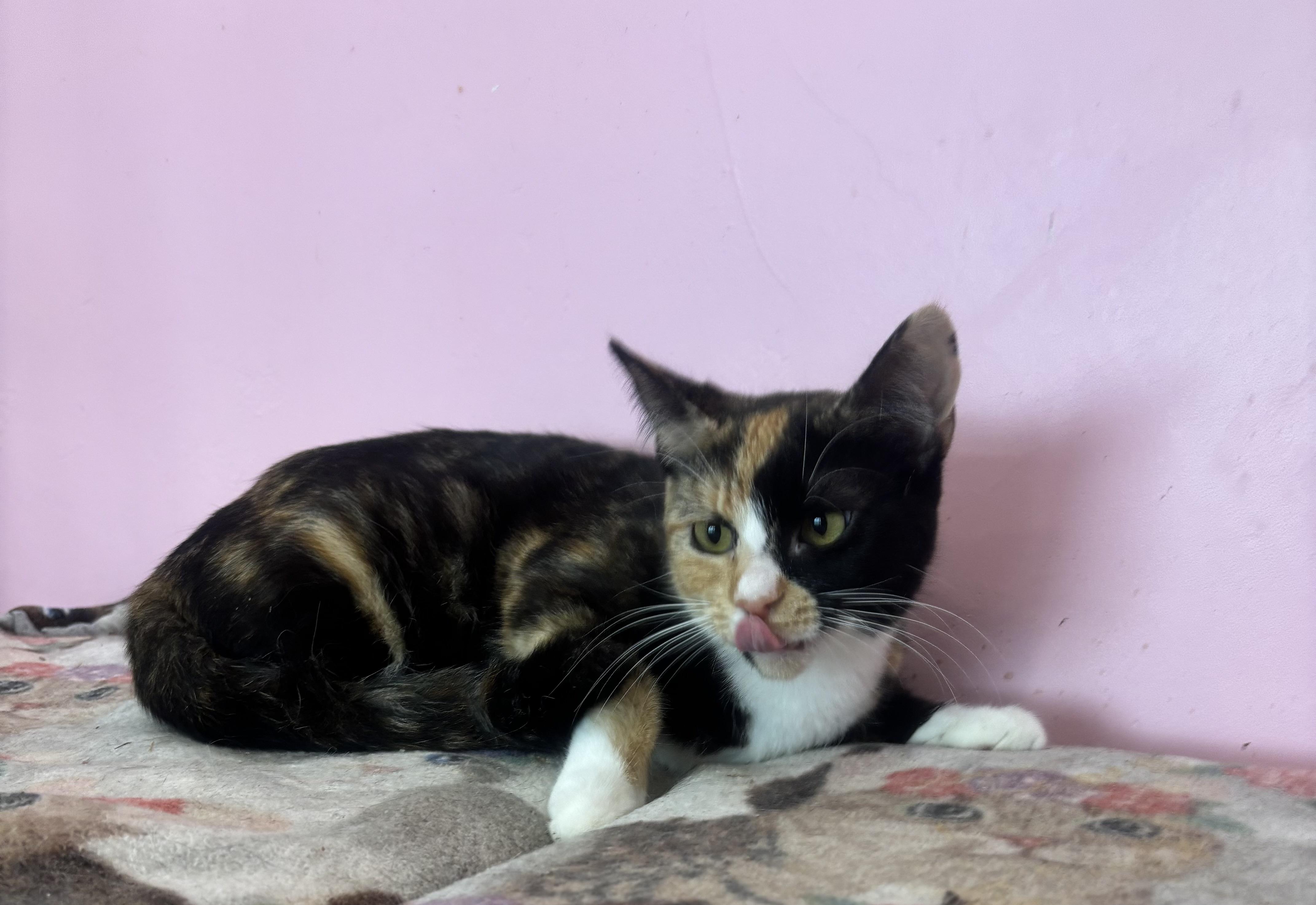 Enlarge Lillie, an adopted Calico in Whittier, CA image 3/6
