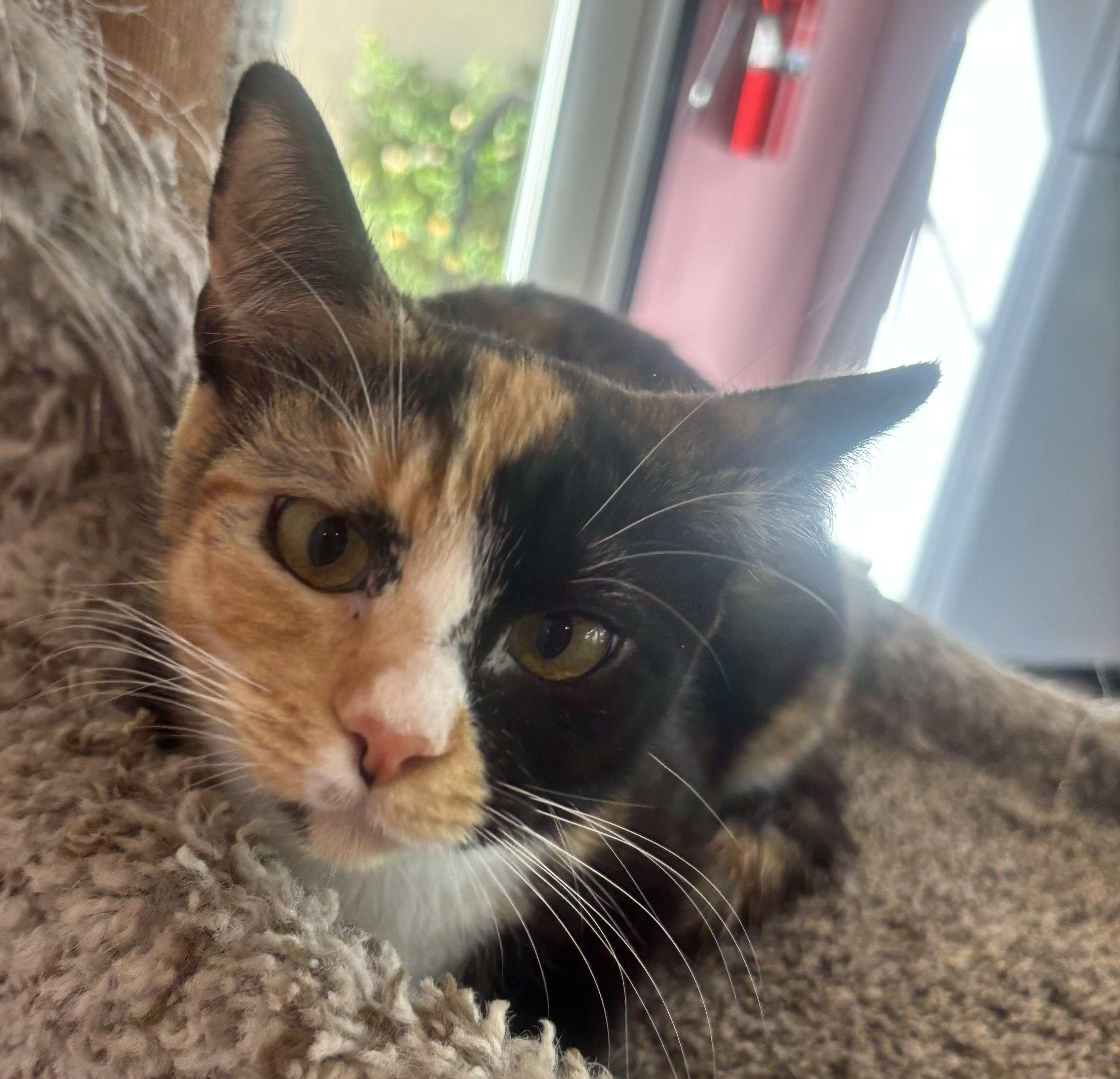 Enlarge Lillie, an adopted Calico in Whittier, CA image 6/6