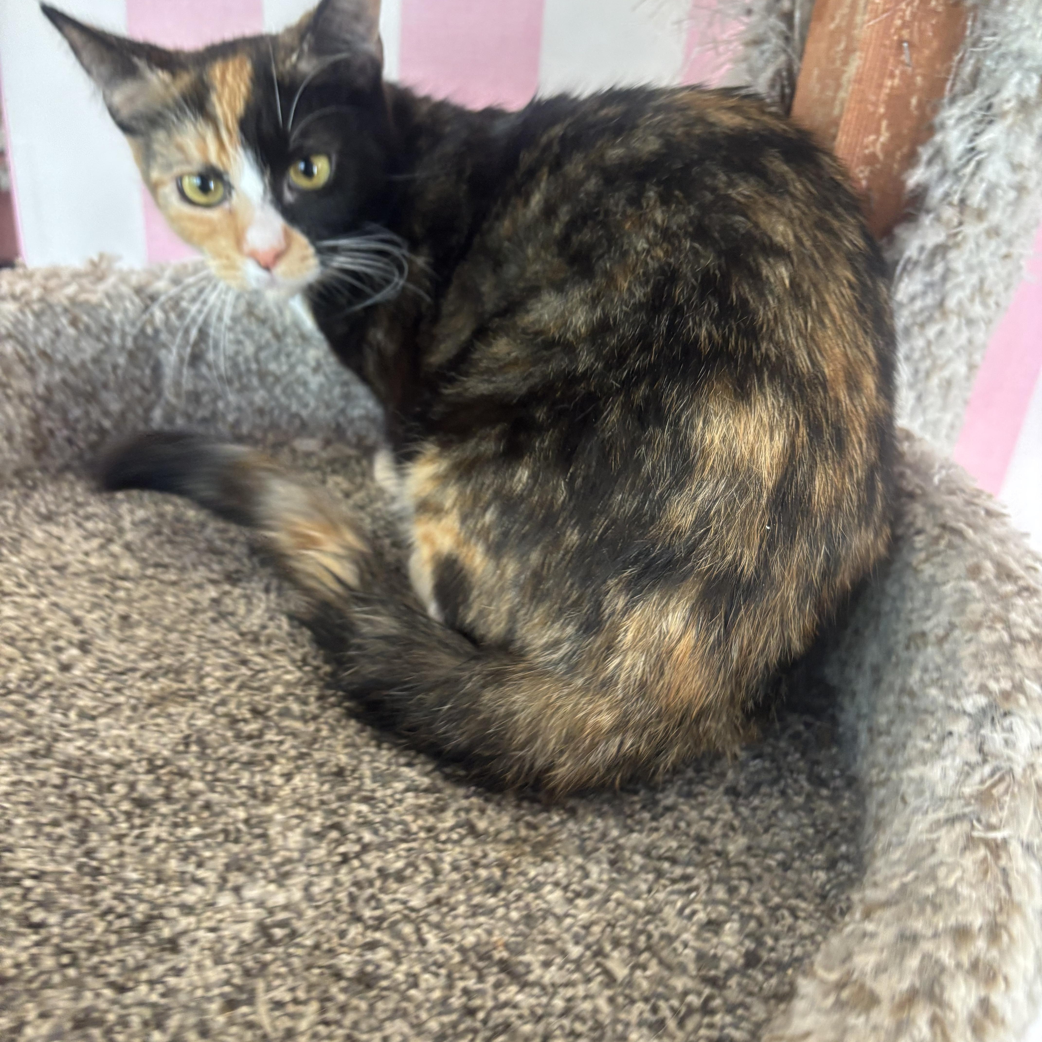 Enlarge Lillie, an adopted Calico in Whittier, CA image 4/6