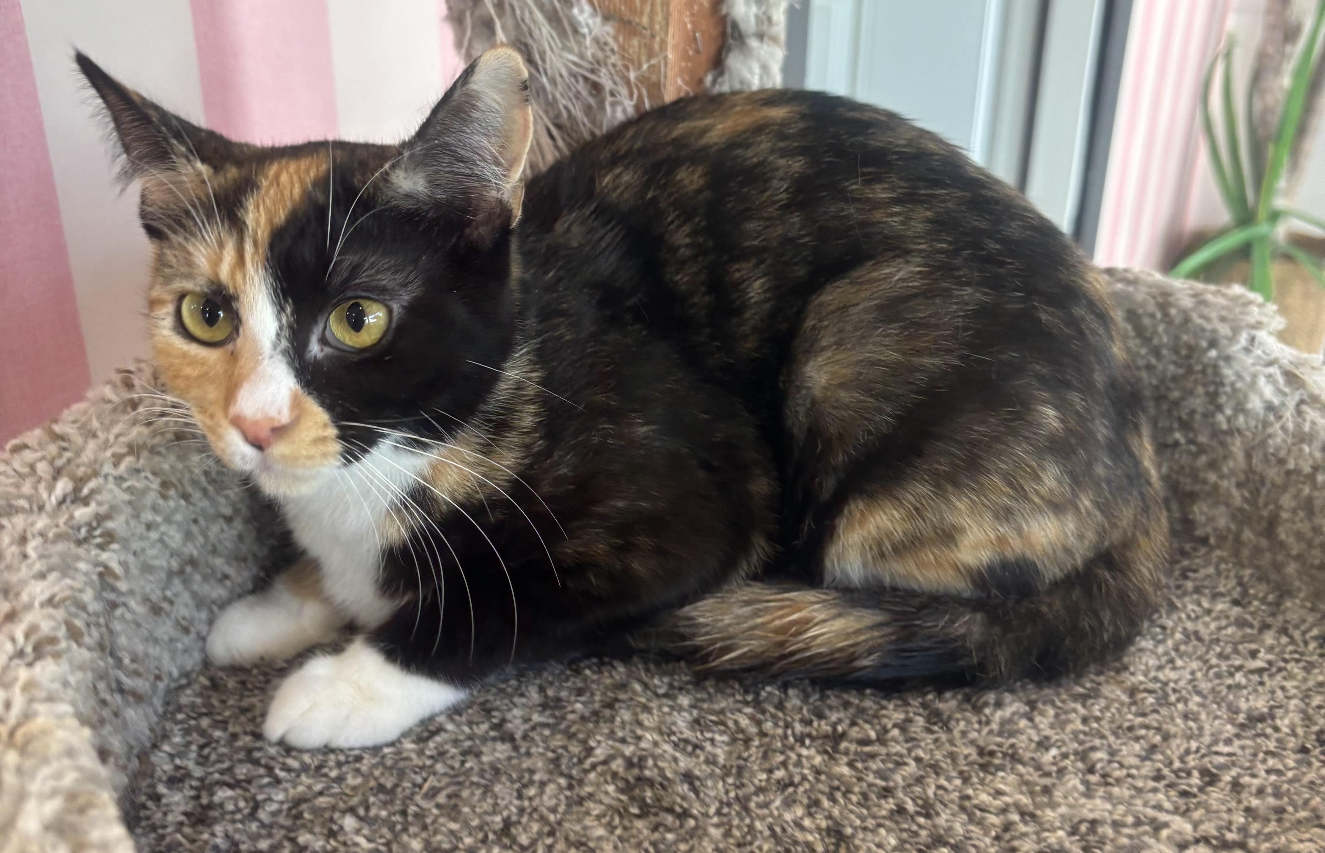 Enlarge Lillie, an adopted Calico in Whittier, CA image 2/6