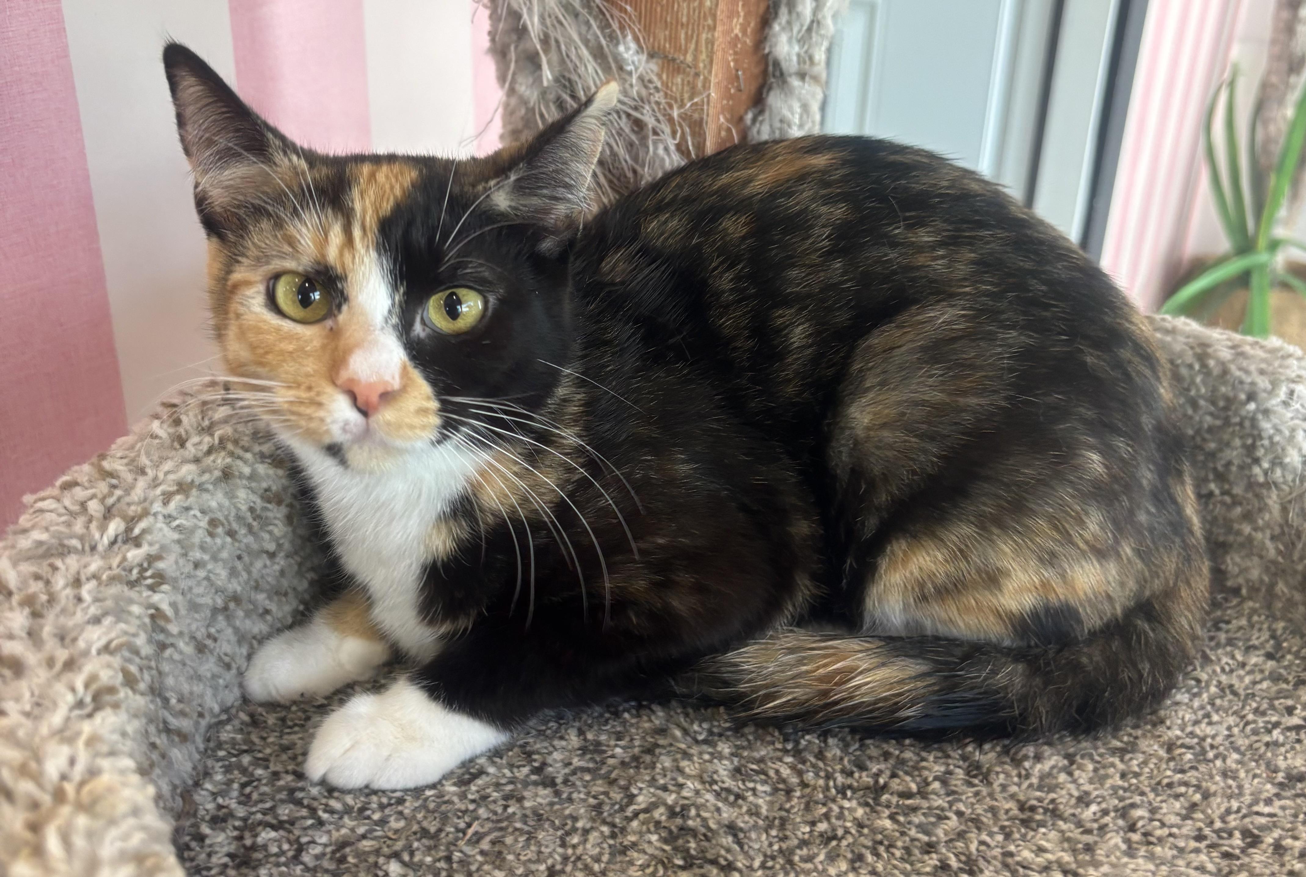 Enlarge Lillie, an adopted Calico in Whittier, CA image 5/6