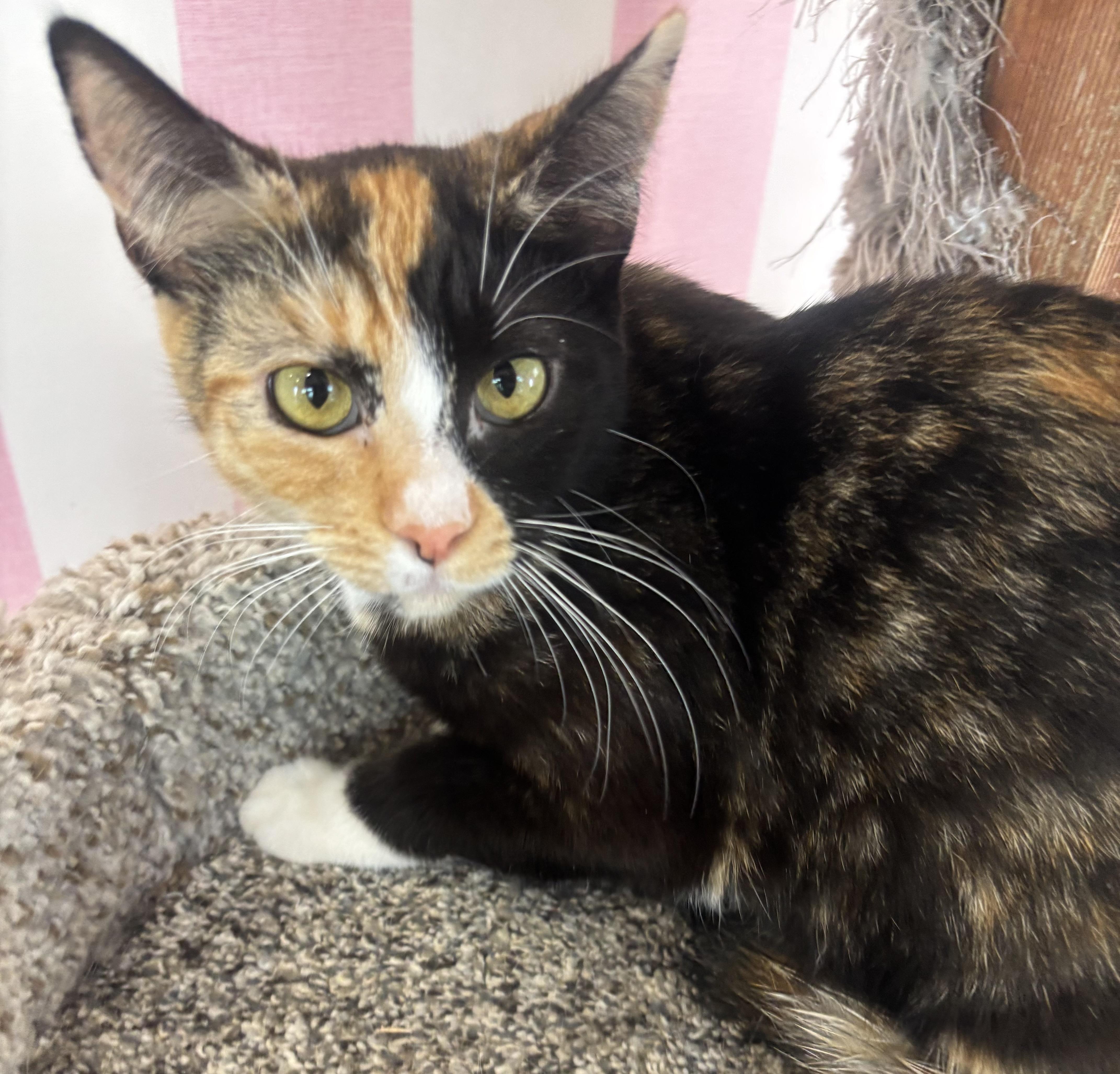 Enlarge Lillie, an adopted Calico in Whittier, CA image 1/6