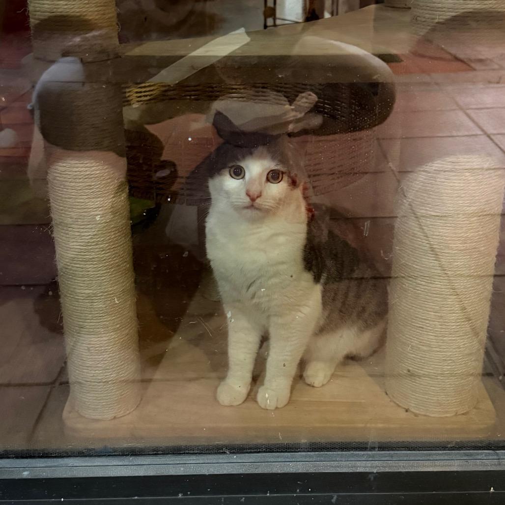 Ebi, a Adoptable Domestic Short Hair in Tustin, CA image 1/2