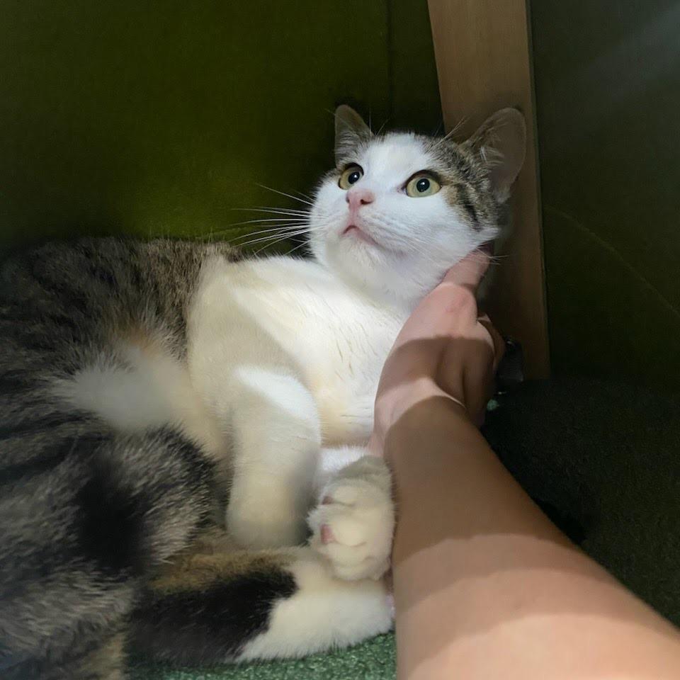 Ebi, a Adoptable Domestic Short Hair in Tustin, CA image 2/2