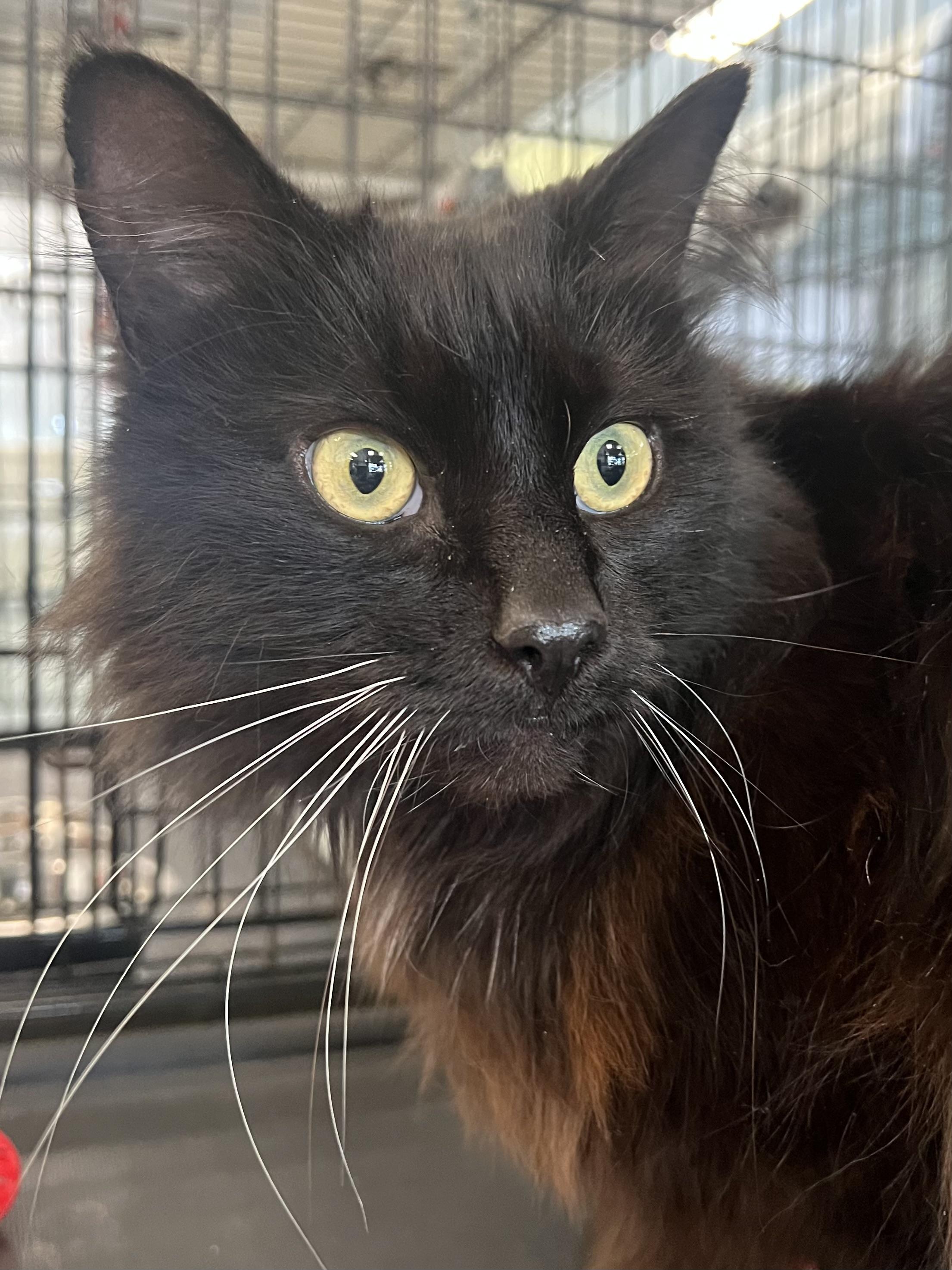 Enlarge Nova, an adopted Domestic Long Hair in Johnston, RI image 4/6