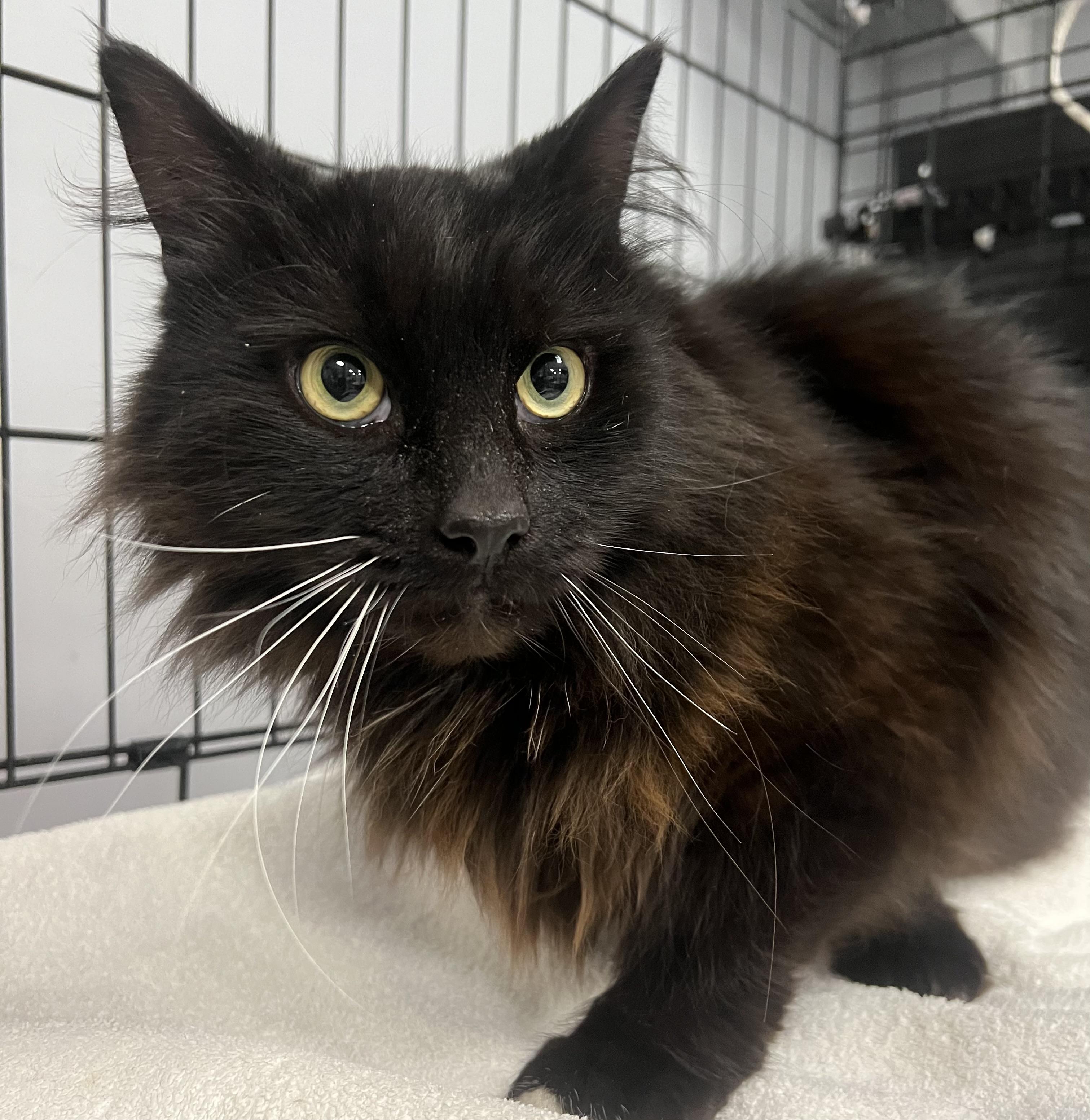 Enlarge Nova, an adopted Domestic Long Hair in Johnston, RI image 6/6