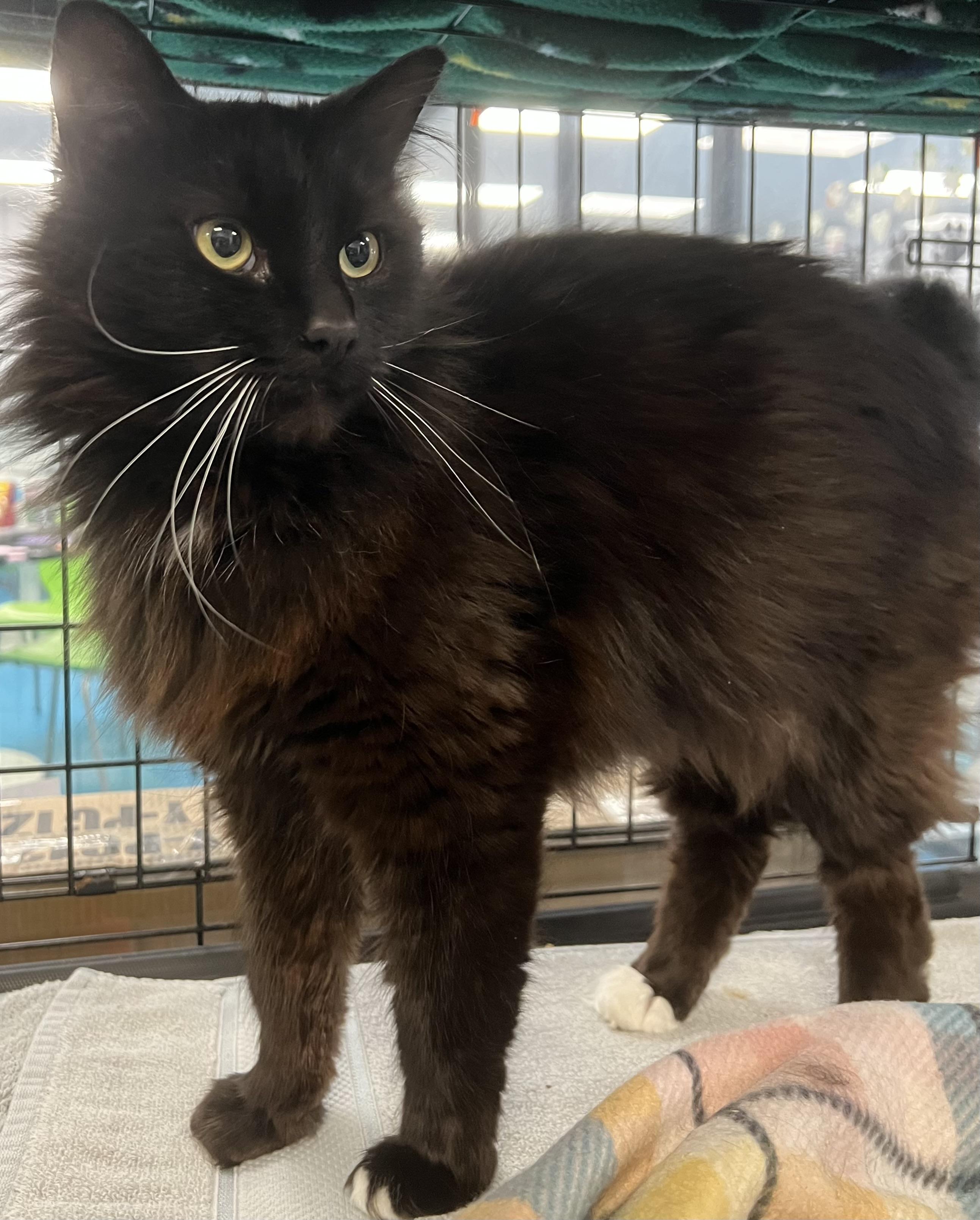 Enlarge Nova, an adopted Domestic Long Hair in Johnston, RI image 2/6