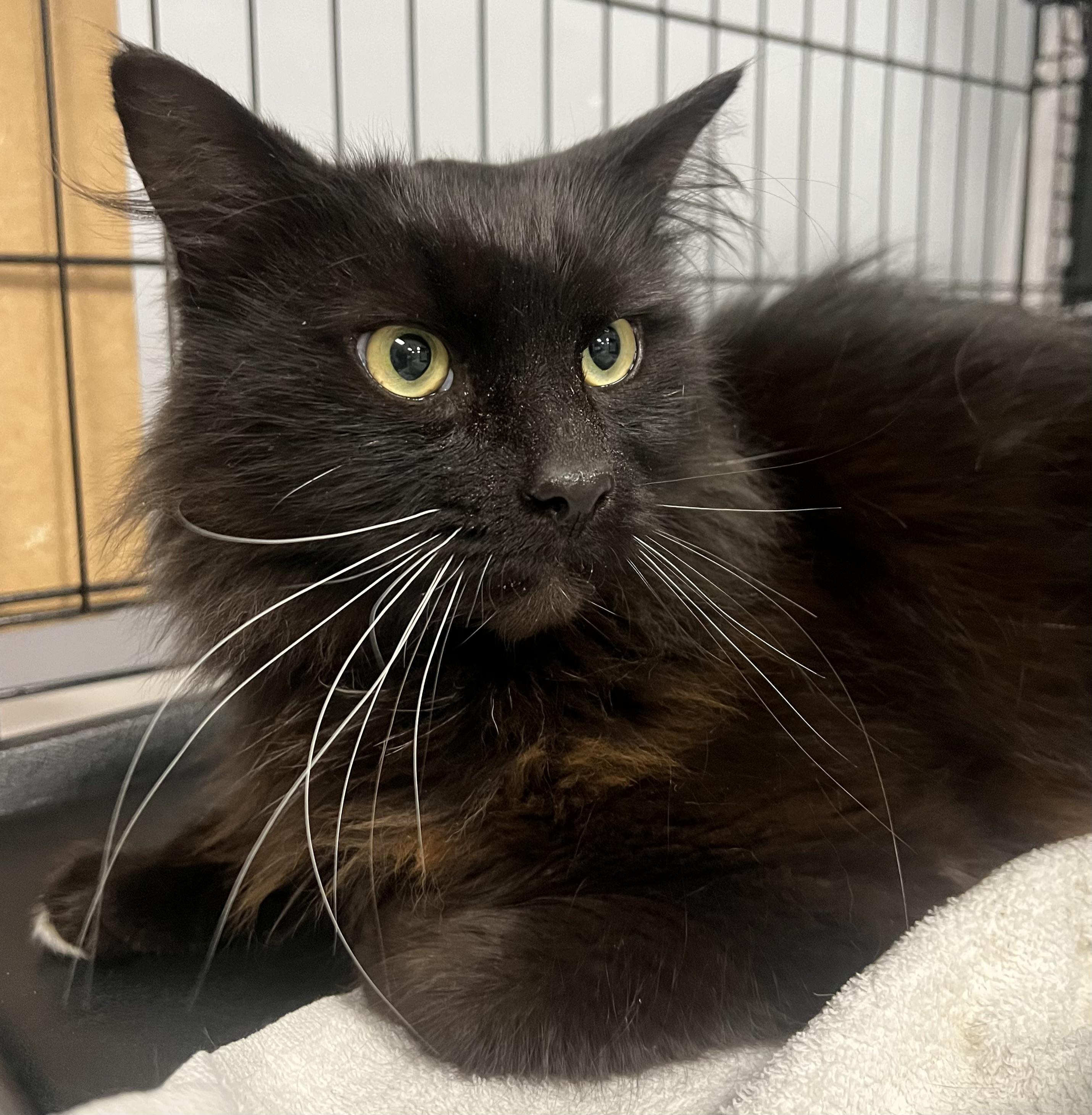 Enlarge Nova, an adopted Domestic Long Hair in Johnston, RI image 3/6