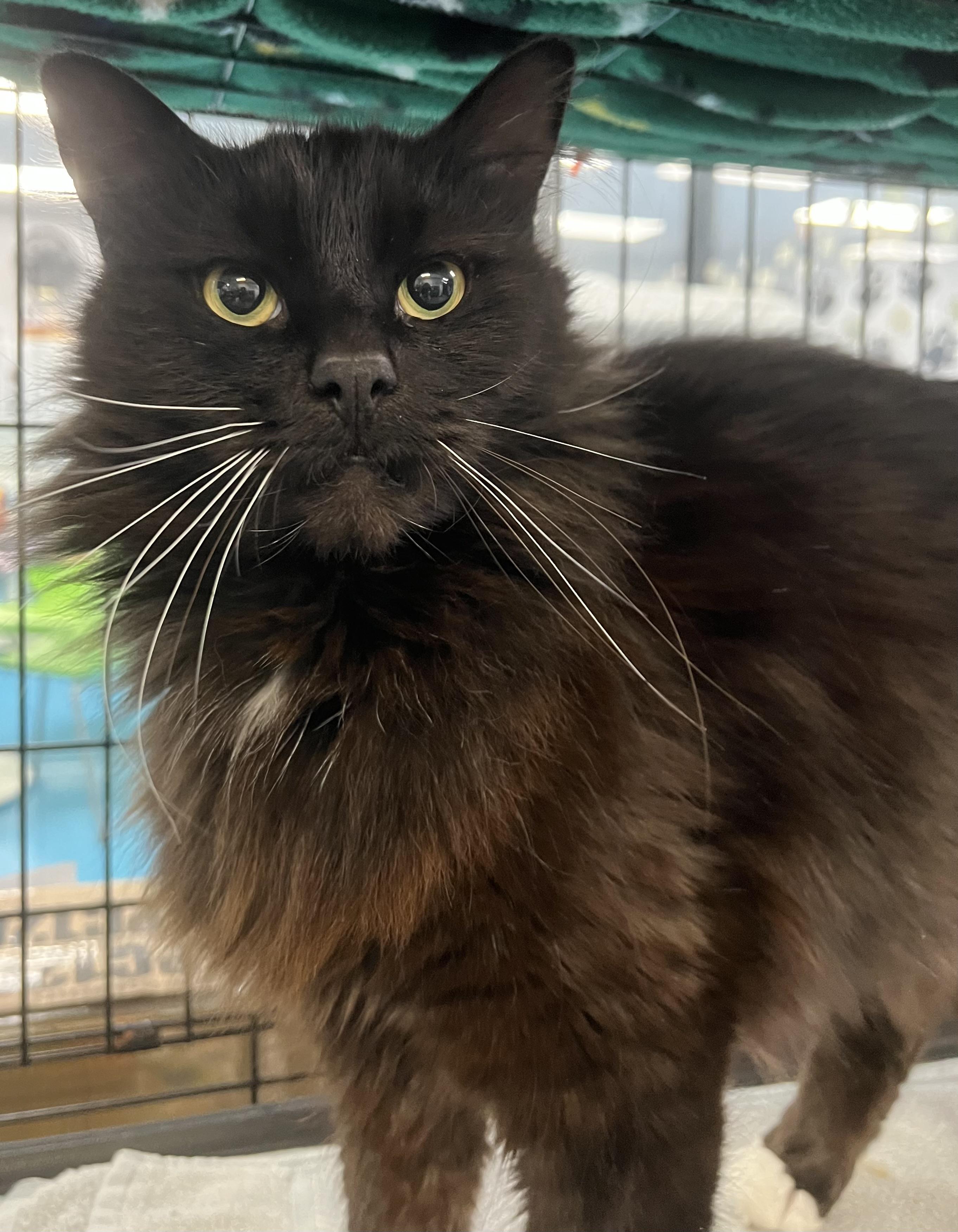 Enlarge Nova, an adopted Domestic Long Hair in Johnston, RI image 5/6