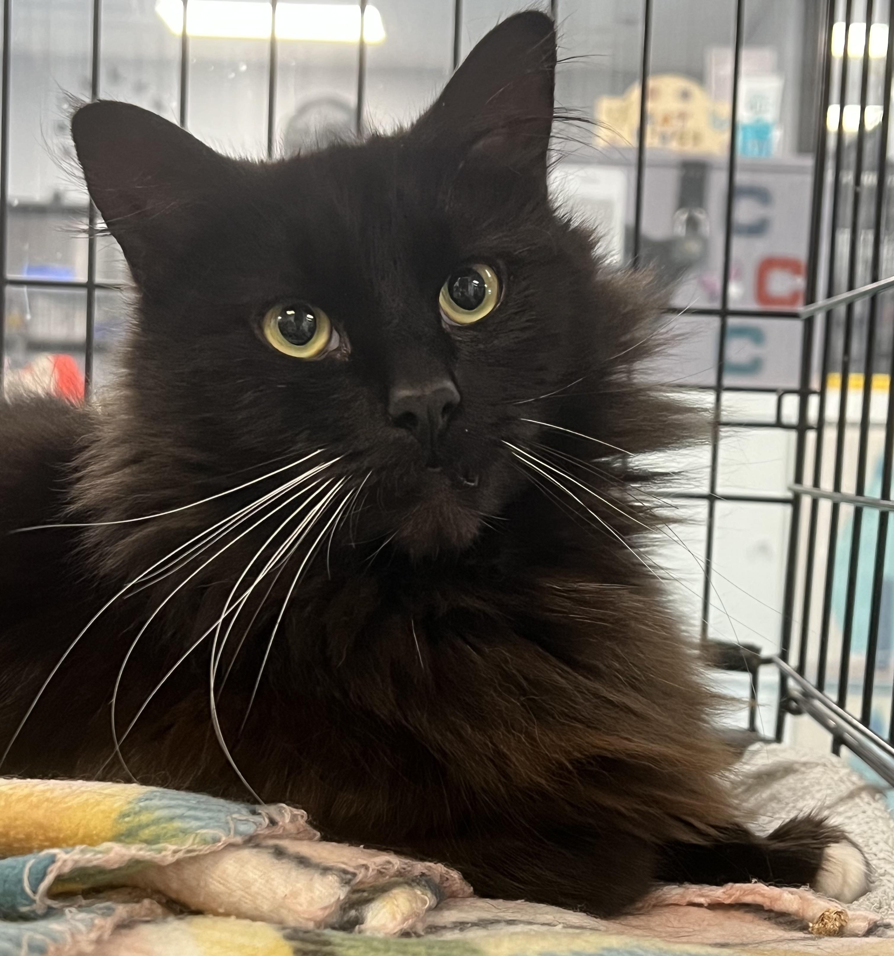 Enlarge Nova, an adopted Domestic Long Hair in Johnston, RI image 1/6