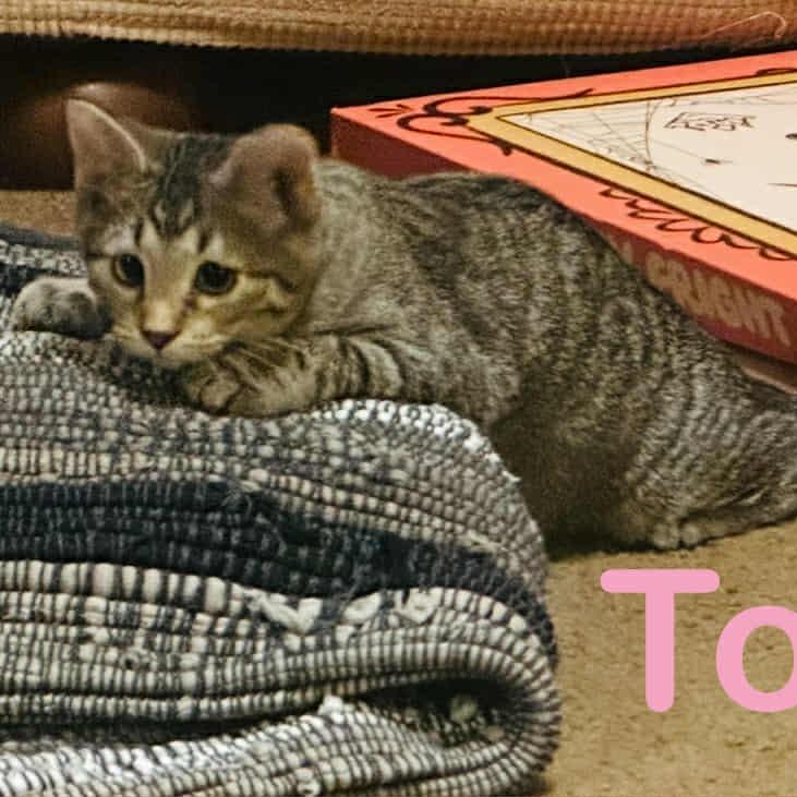 Toffee, Adoptable, Young Female Domestic Short Hair.
