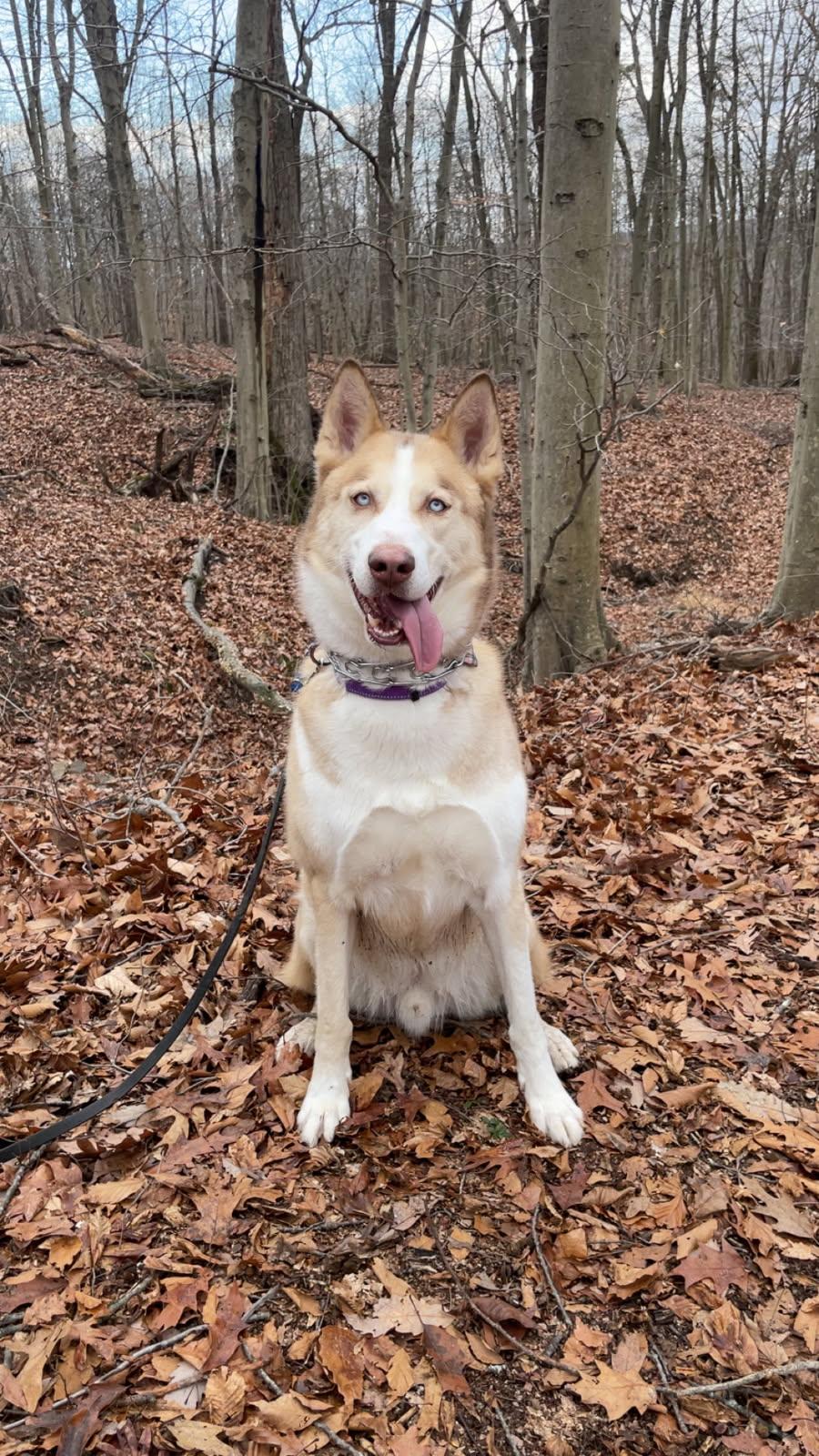Enlarge Yeti, a Adoptable Siberian Husky in Frenchtown , NJ image 4/5