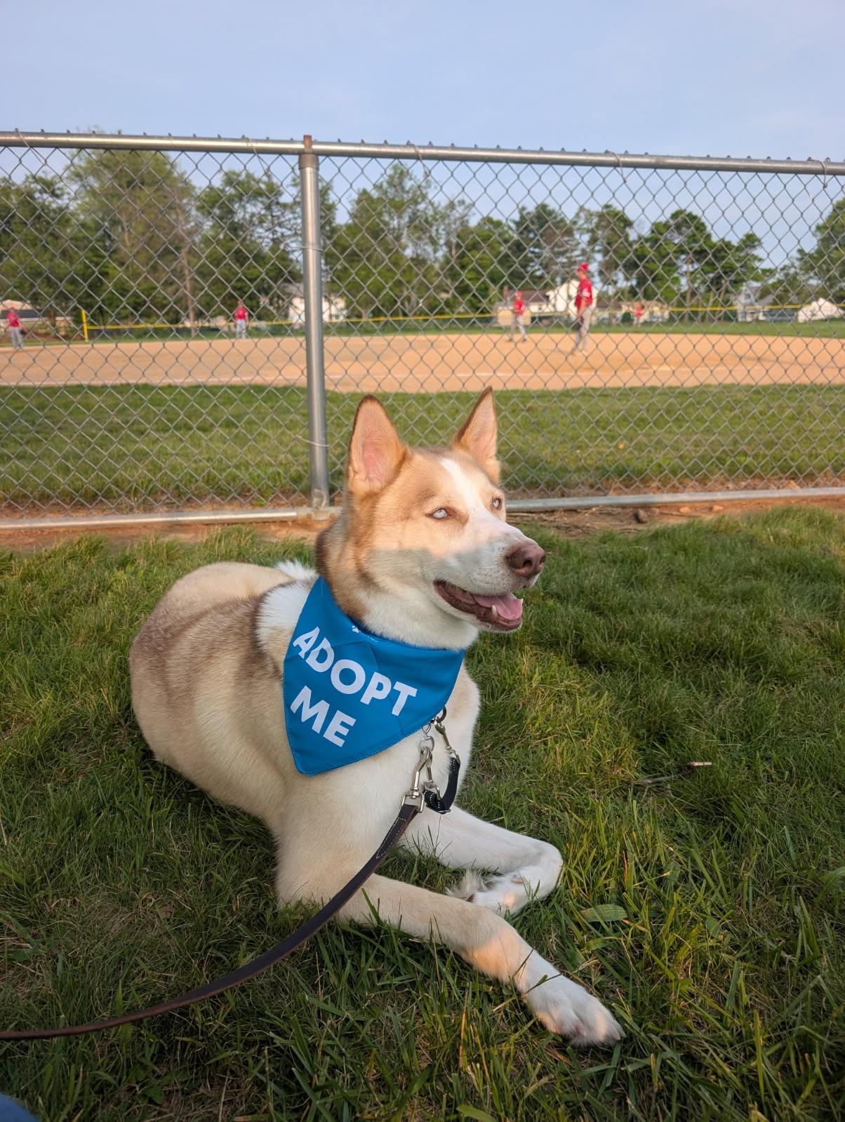 Enlarge Yeti, a Adoptable Siberian Husky in Frenchtown , NJ image 3/5
