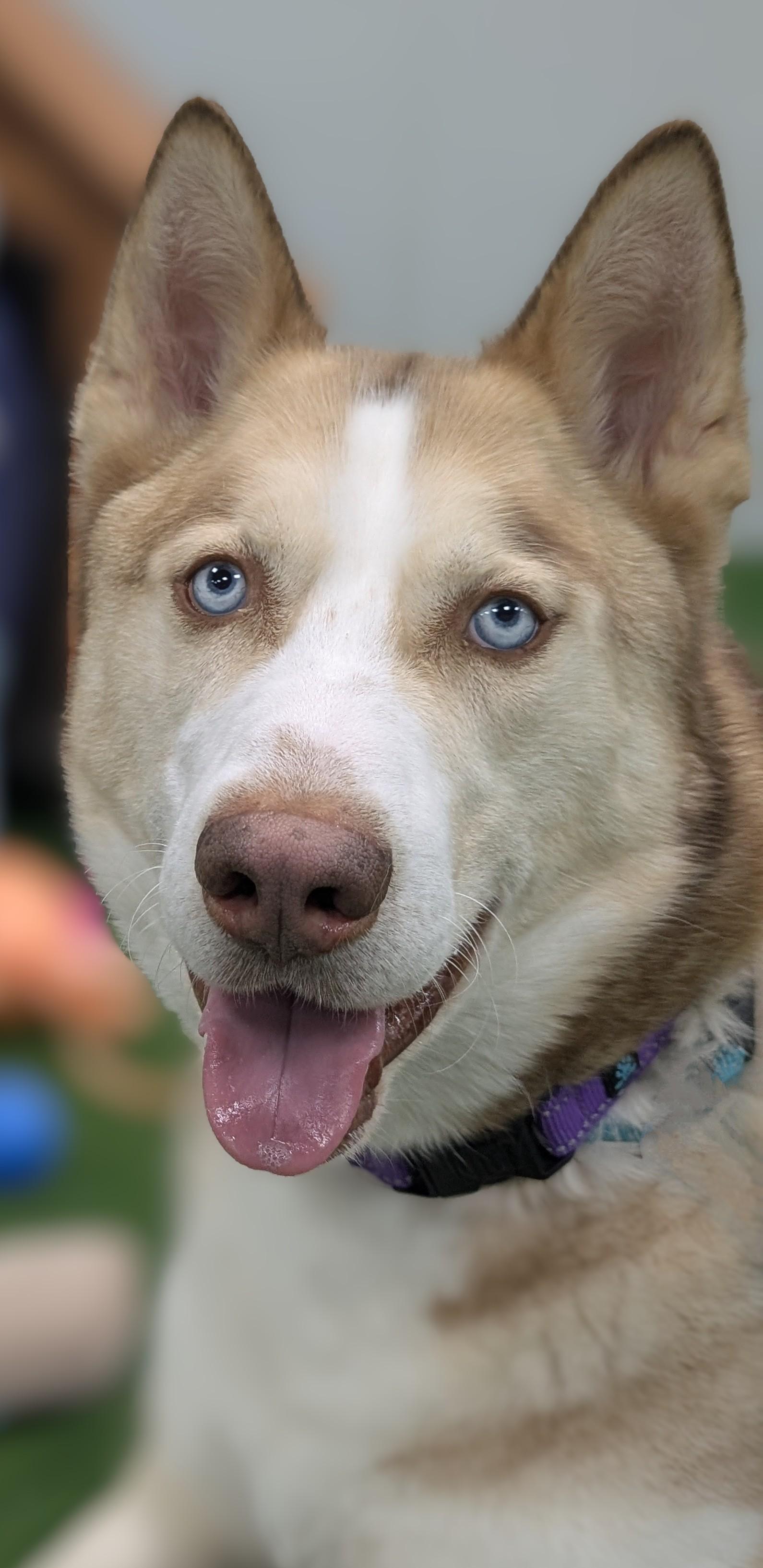 Enlarge Yeti, a Adoptable Siberian Husky in Frenchtown , NJ image 2/5
