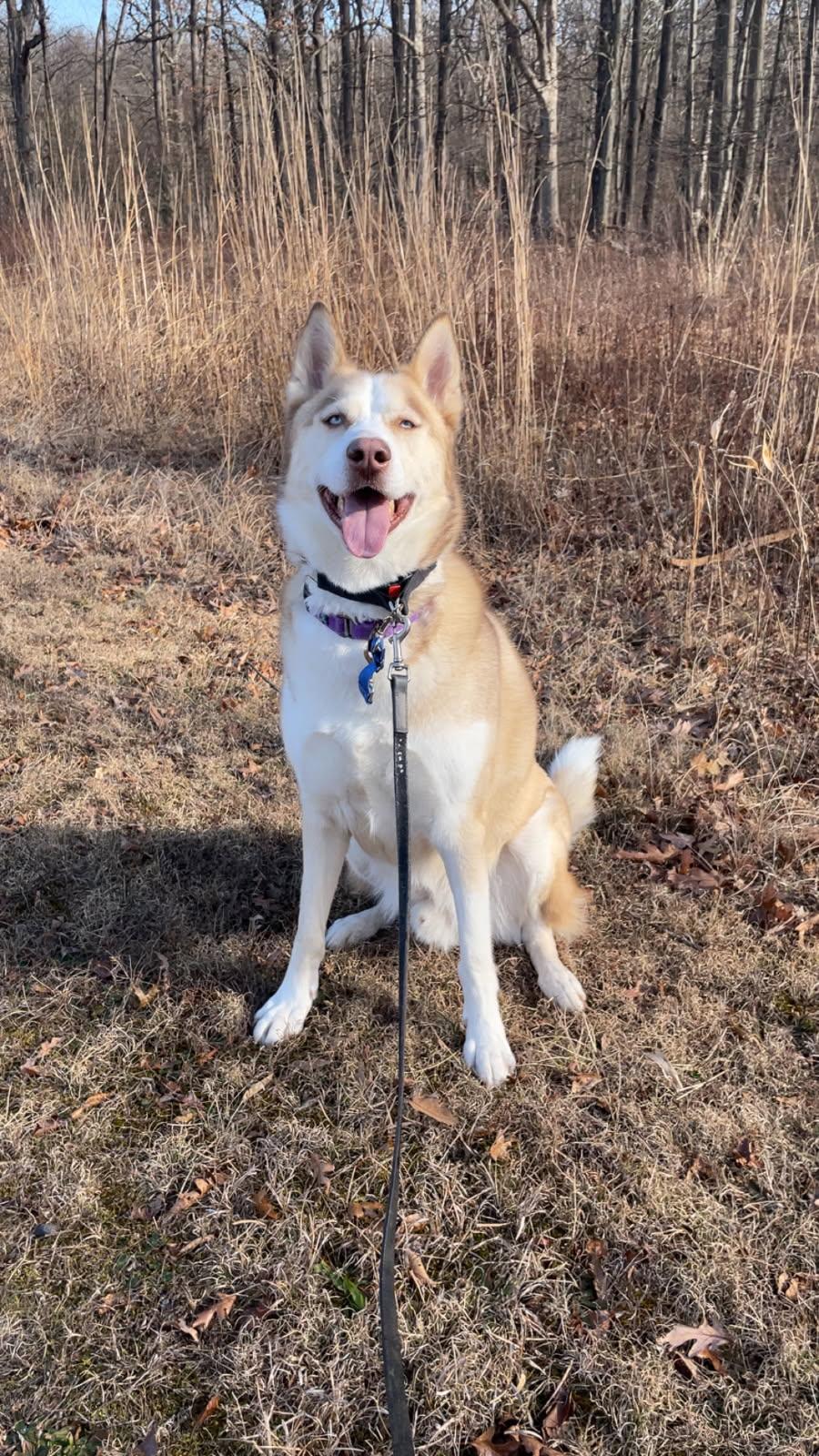 Enlarge Yeti, a Adoptable Siberian Husky in Frenchtown , NJ image 5/5