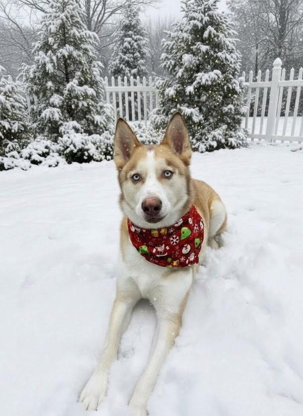 Yeti, Adoptable, Adult Male Siberian Husky.