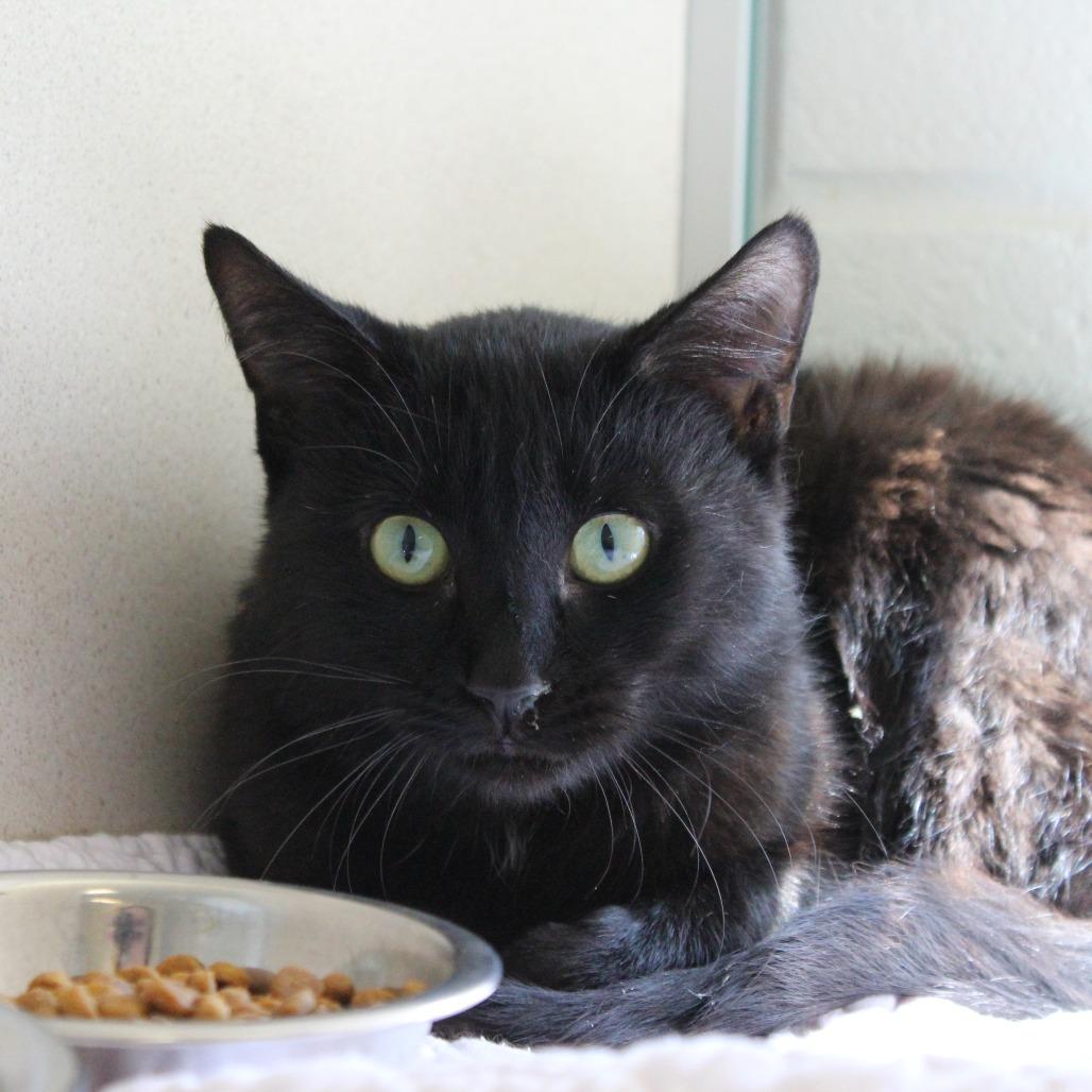 Enlarge Raisin, a Adoptable mixed breed in Gloucester, VA image 2/4