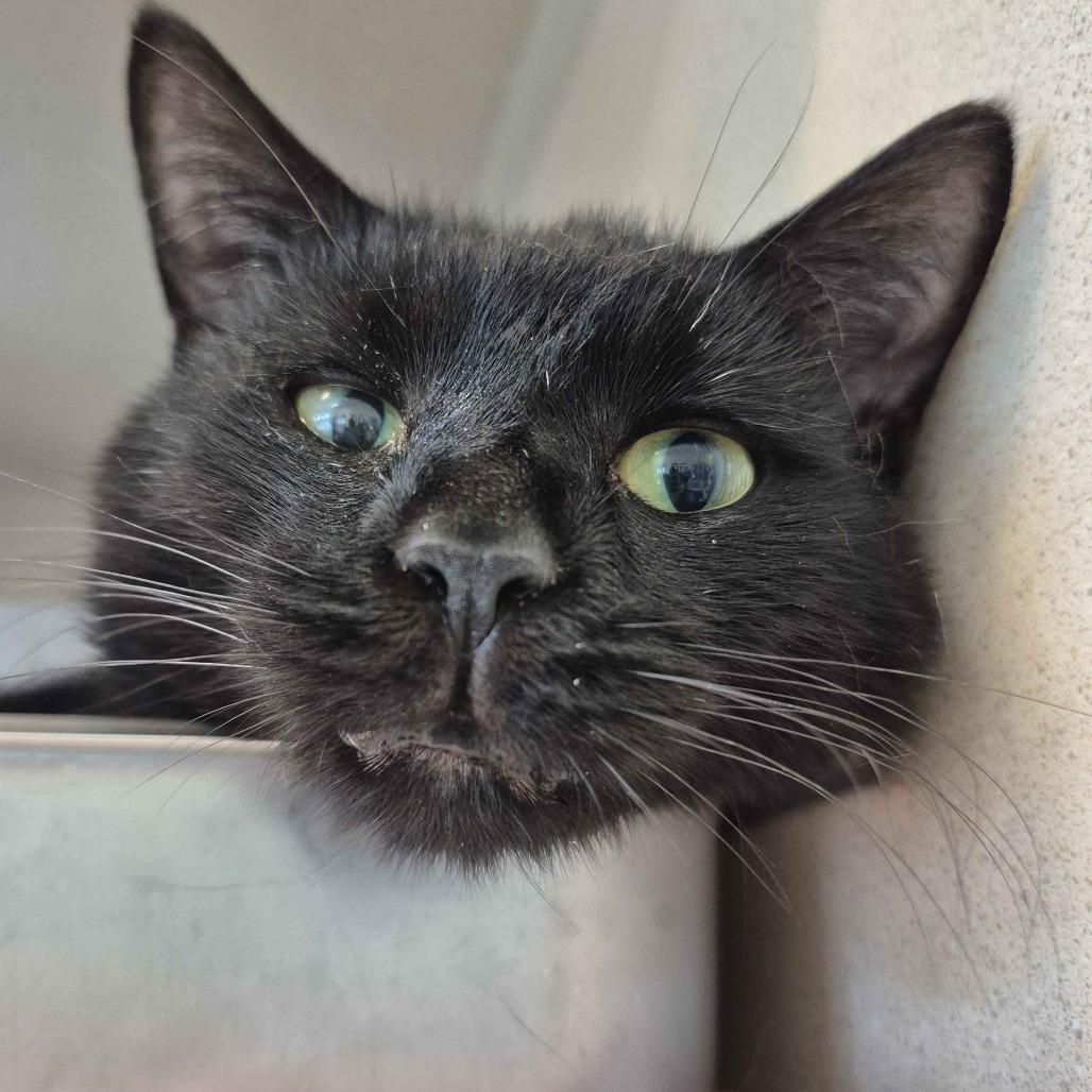 Enlarge Raisin, a Adoptable mixed breed in Gloucester, VA image 3/4