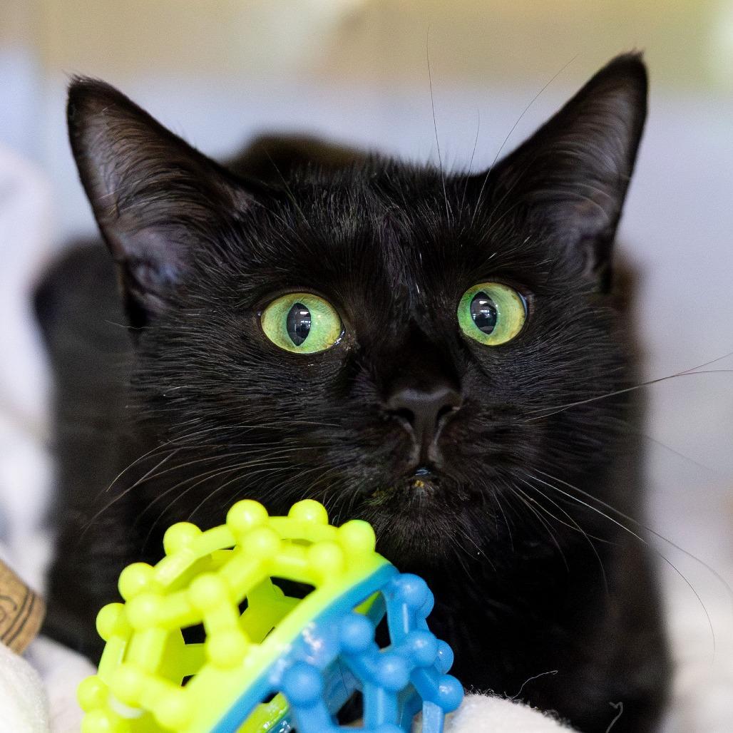 Enlarge Raisin, a Adoptable mixed breed in Gloucester, VA image 4/4