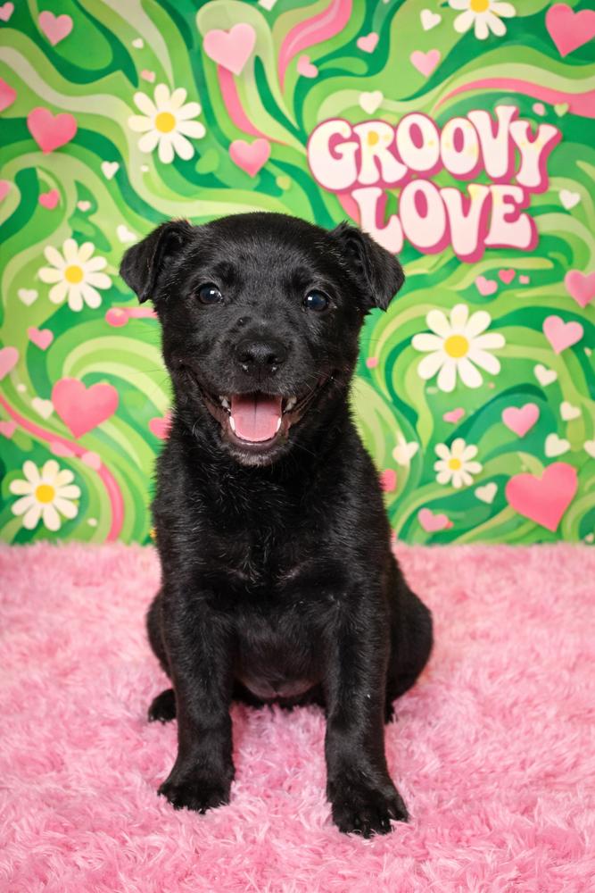 Coffee Crew - Mocha, Adoptable, Puppy Female Labrador Retriever & Australian Cattle Dog / Blue Heeler.