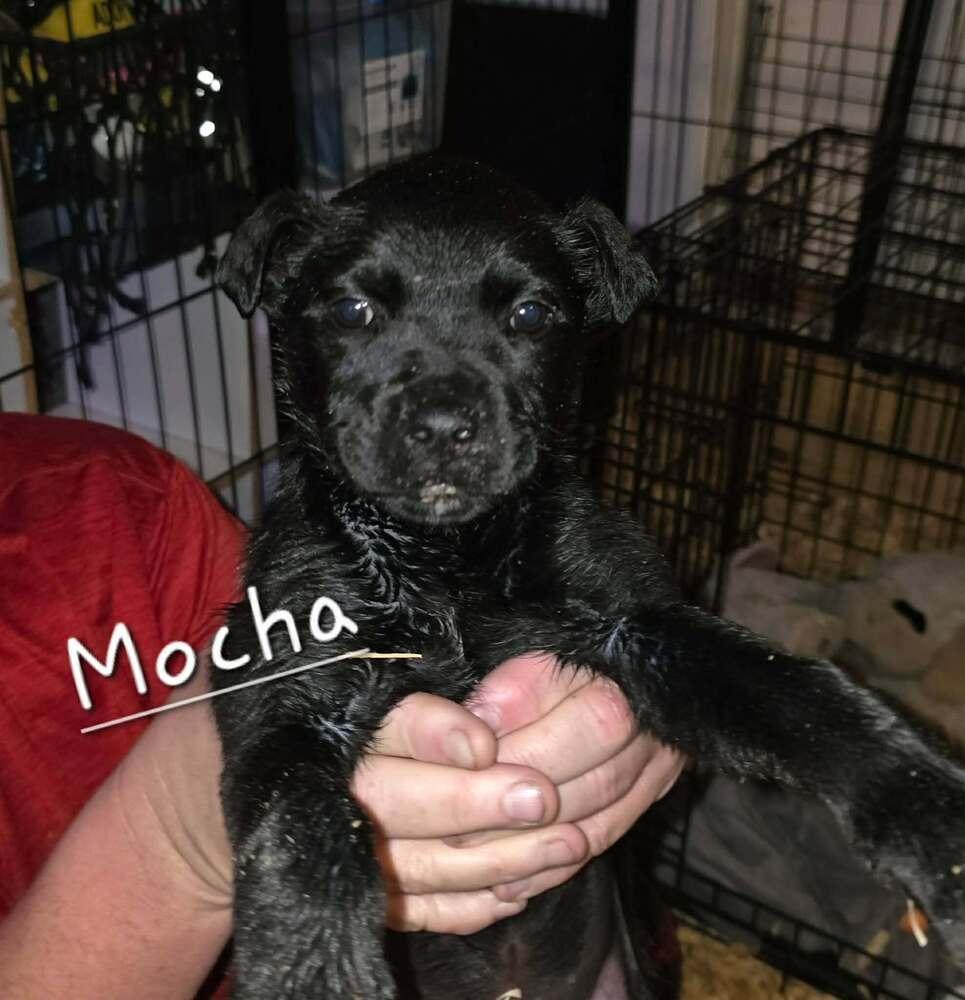 Enlarge Coffee Crew - Mocha, a Adoptable mixed breed in Sumter, SC image 2/3