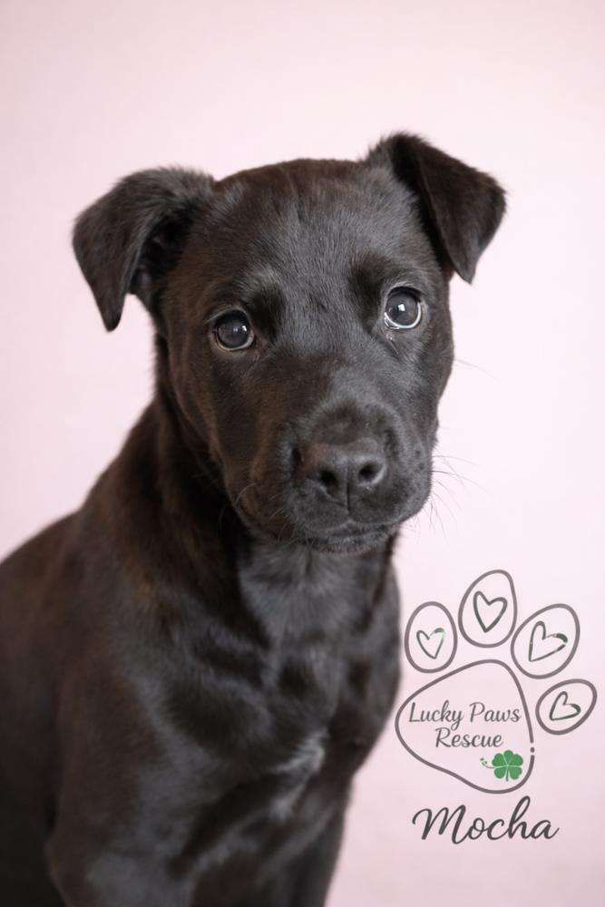 Coffee Crew  Mocha thumbnail 5