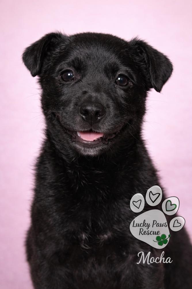 Enlarge Coffee Crew - Mocha- Release date 1/30/26, a Adoptable mixed breed in Sumter, SC image 4/4