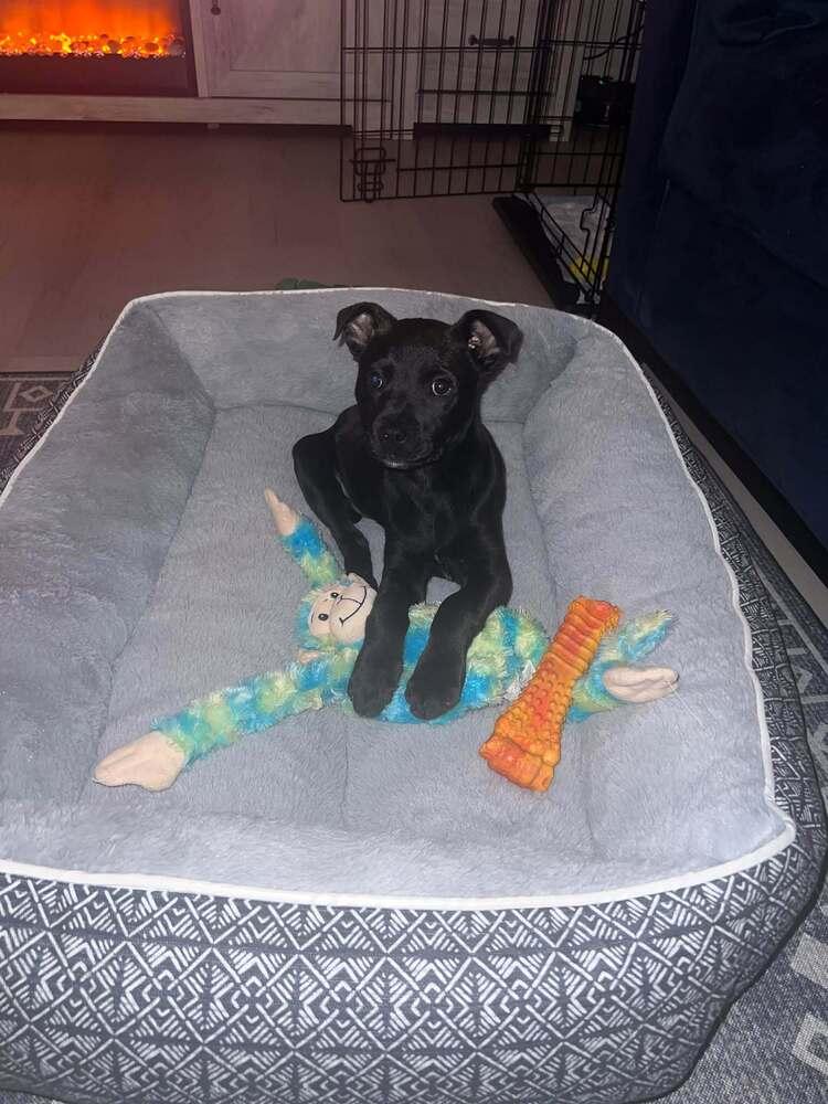 Coffee Crew  Mocha thumbnail 6