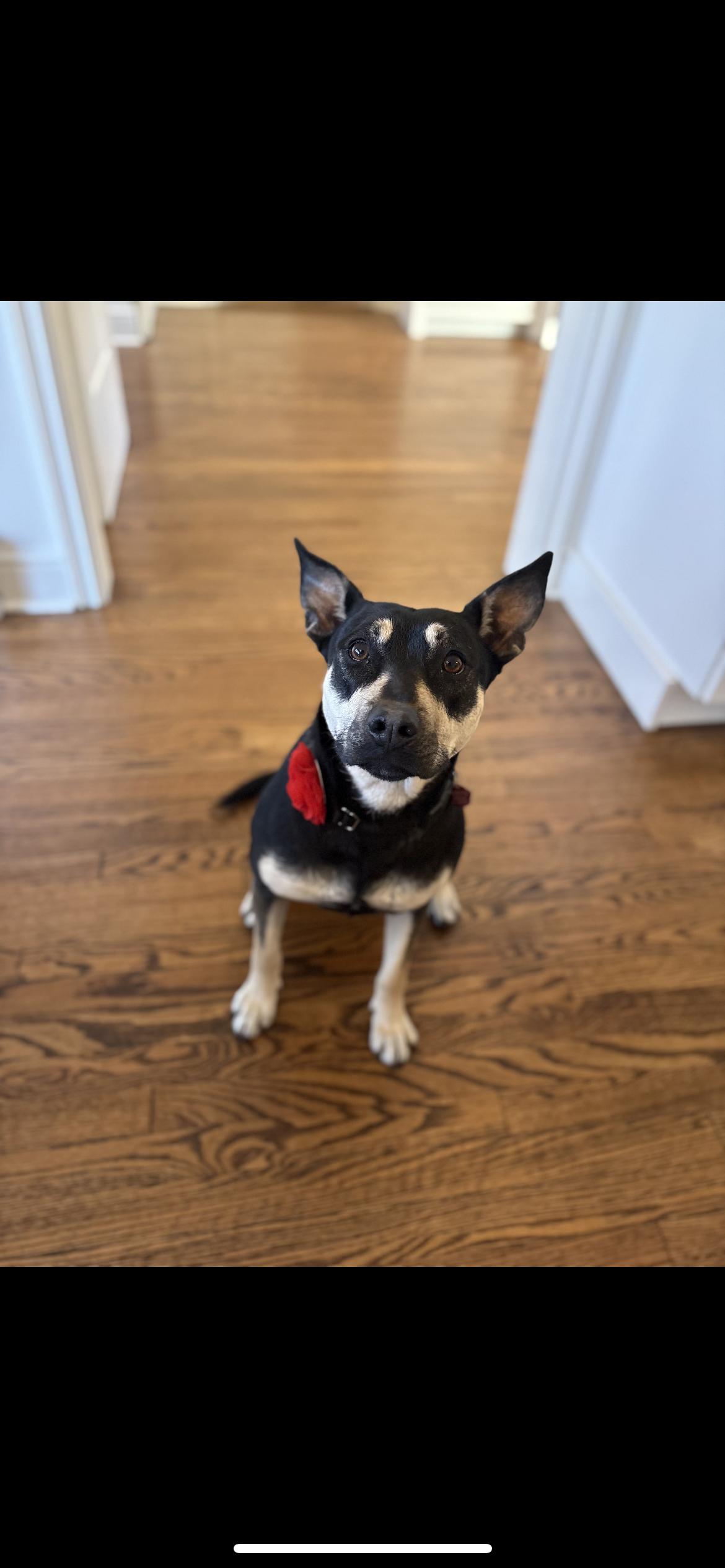 Enlarge LAUREL, an adopted mixed breed in Branford, CT image 1/6