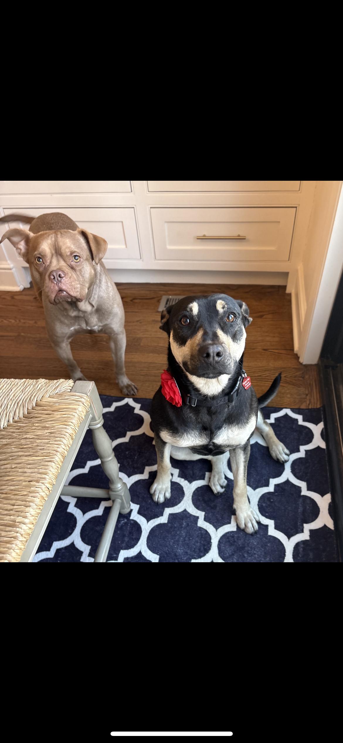 Enlarge LAUREL, an adopted mixed breed in Branford, CT image 5/6