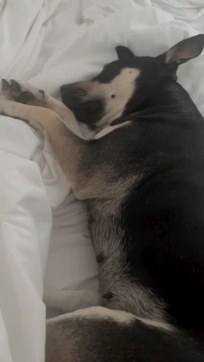 Enlarge LAUREL, an adopted mixed breed in Branford, CT video 4/6