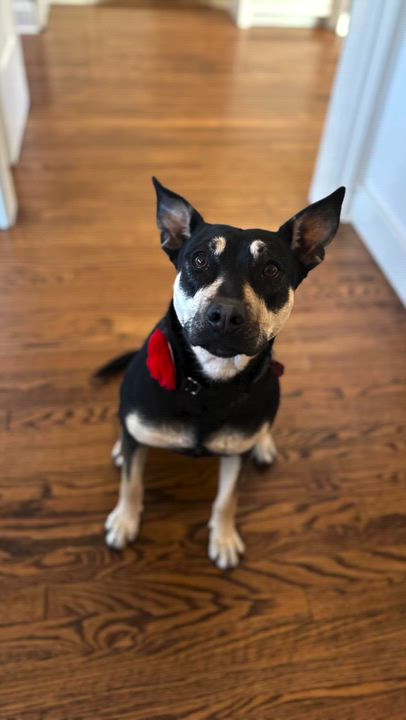 Enlarge LAUREL, an adopted mixed breed in Branford, CT video 3/6