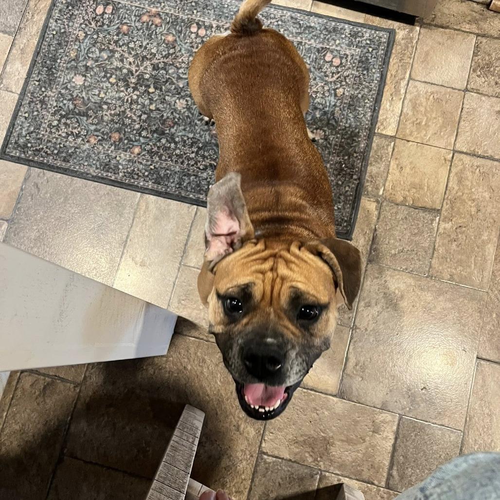 Trixie, Adoptable, Adult Female English Bulldog & Beagle.