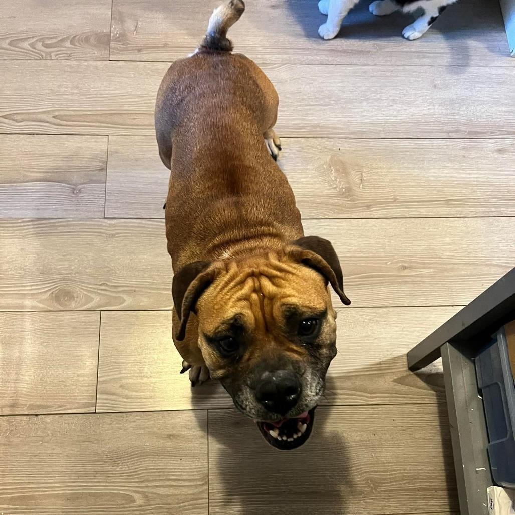 Enlarge Trixie, a Adoptable mixed breed in Huber Heights, OH image 5/6