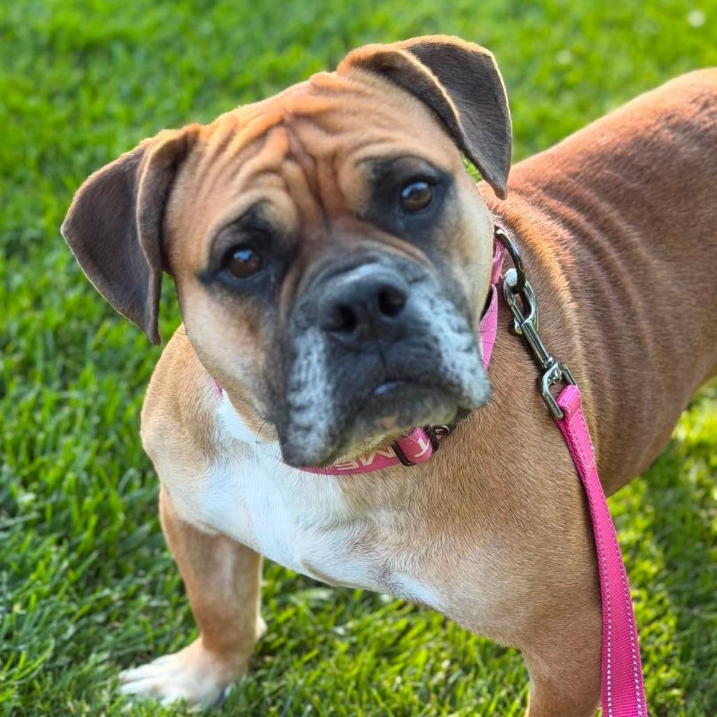 Enlarge Trixie, a Adoptable mixed breed in Huber Heights, OH image 6/6