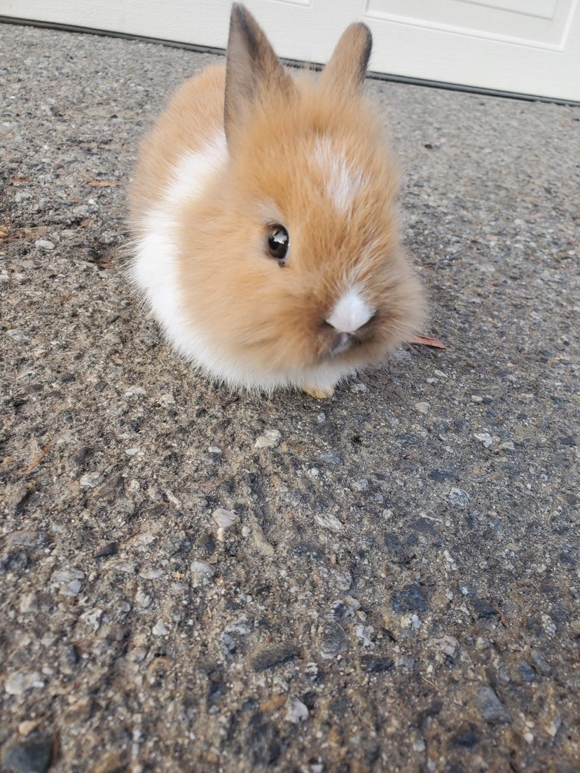 Sweet Pea, a Adoptable mixed breed in Los Angeles, CA image 1/12