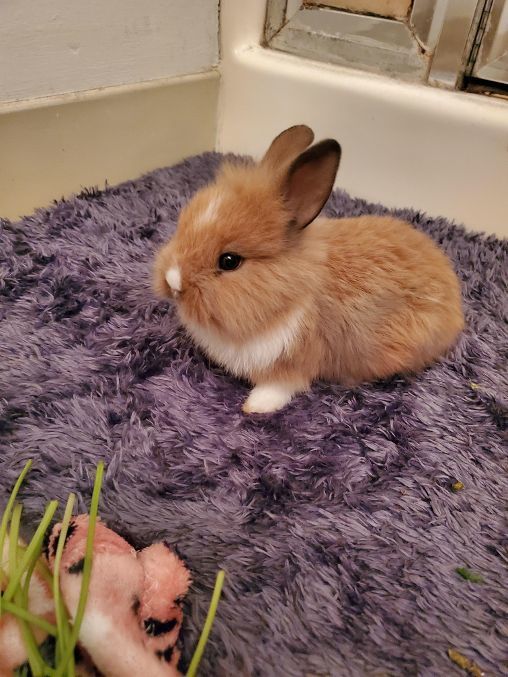 Sweet Pea