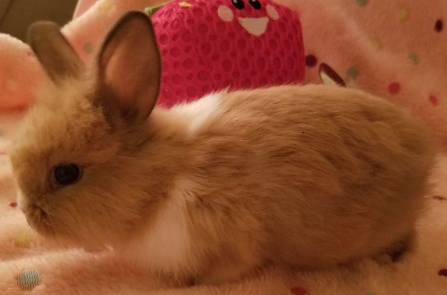 Sweet Pea, a Adoptable mixed breed in Los Angeles, CA image 4/12