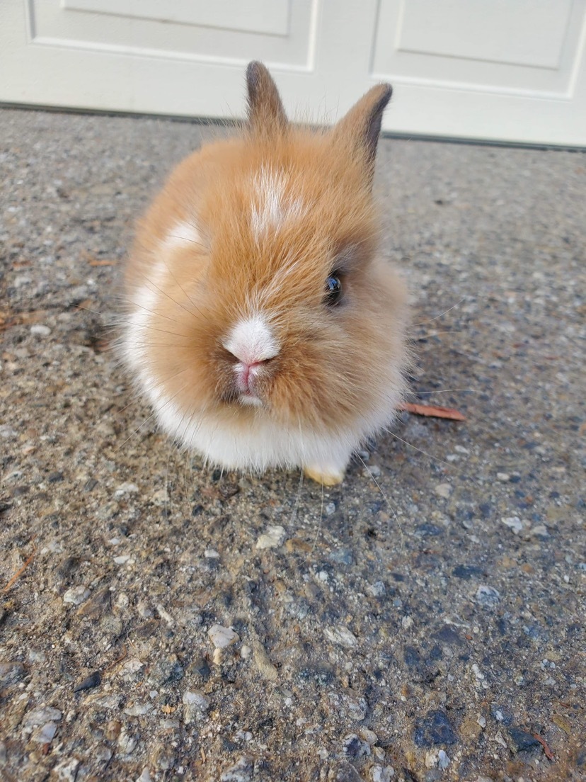 Sweet Pea, a Adoptable mixed breed in Los Angeles, CA image 5/12
