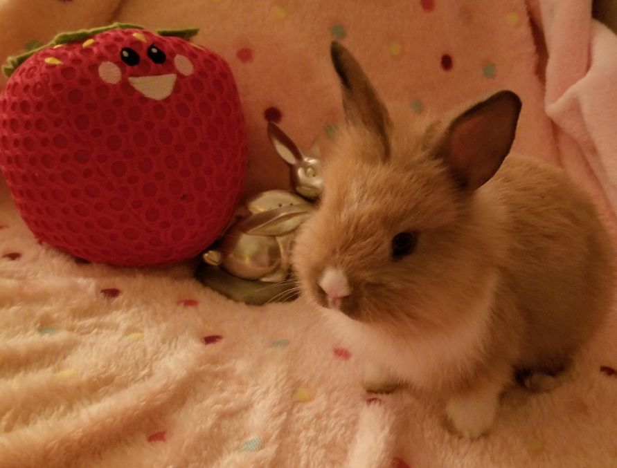 Sweet Pea, a Adoptable mixed breed in Los Angeles, CA image 6/12