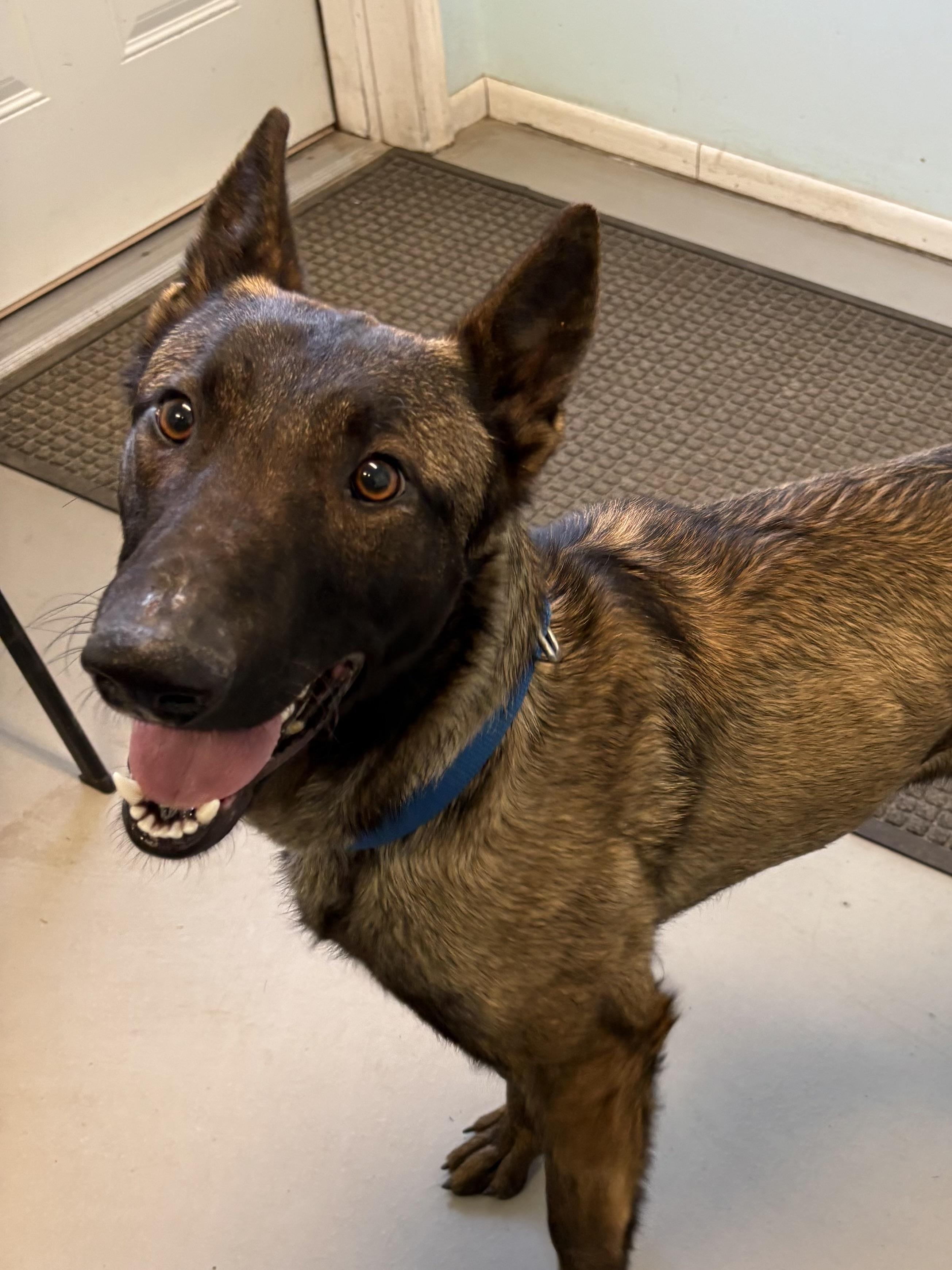 Atlas, an adoptable Belgian Shepherd / Malinois in Big Rapids, MI, 49307 | Photo Image 2