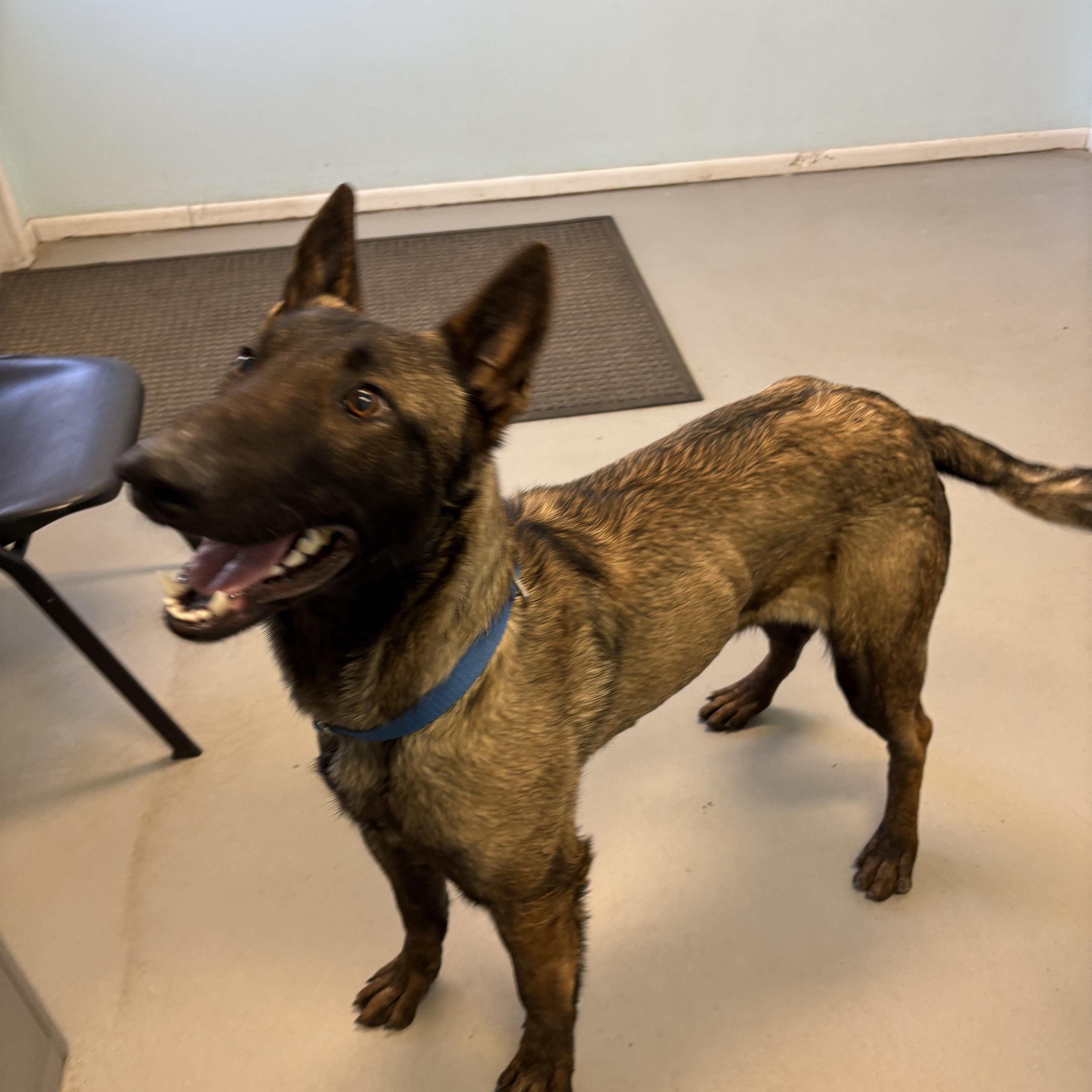 Atlas, an adoptable Belgian Shepherd / Malinois in Big Rapids, MI, 49307 | Photo Image 3