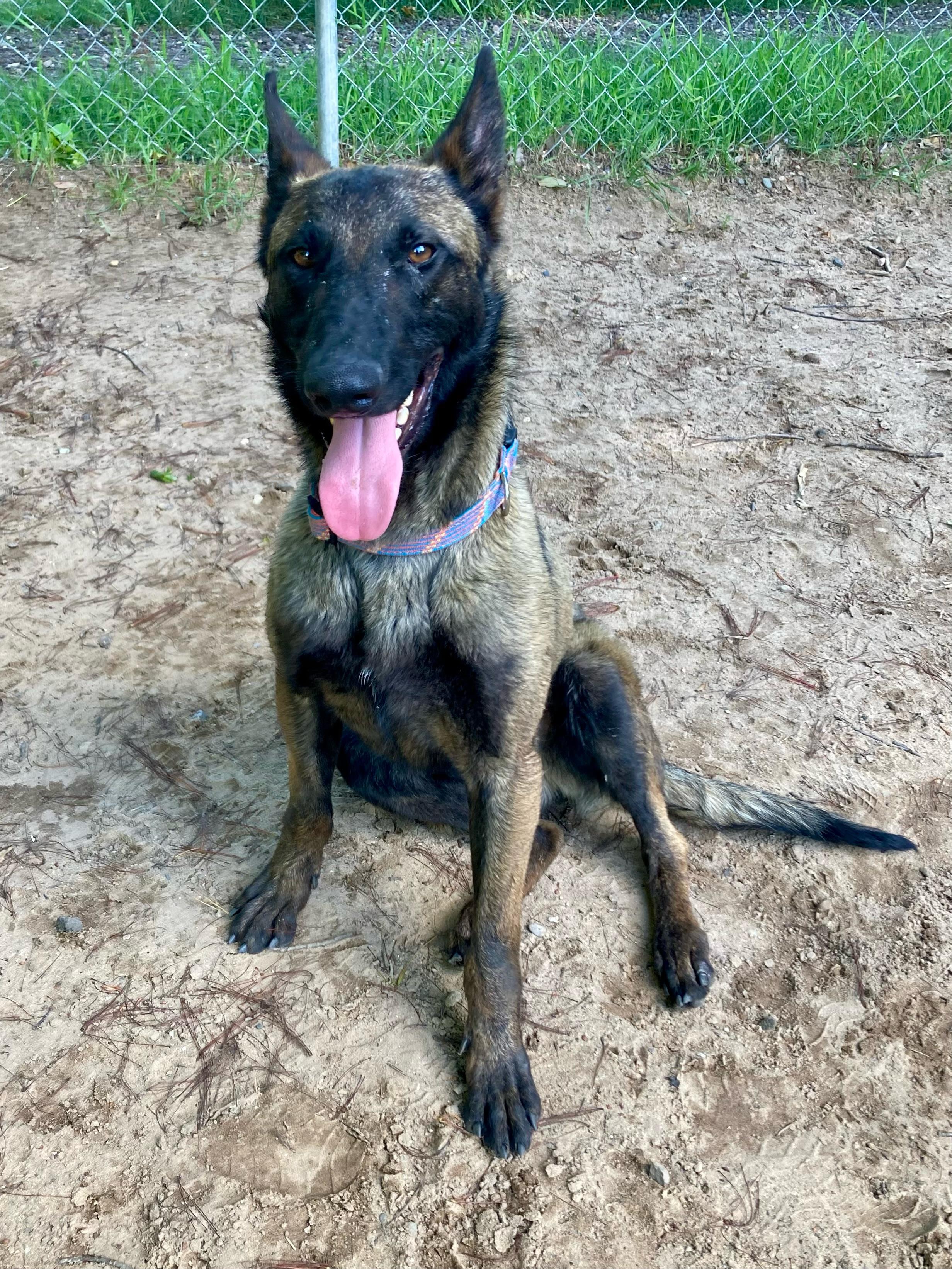 Atlas, an adoptable Belgian Shepherd / Malinois in Big Rapids, MI, 49307 | Photo Image 4