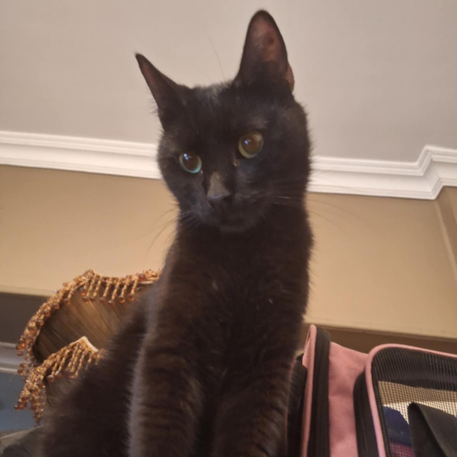 Enlarge Jetta, a Adoptable mixed breed in Brampton, ON image 1/3