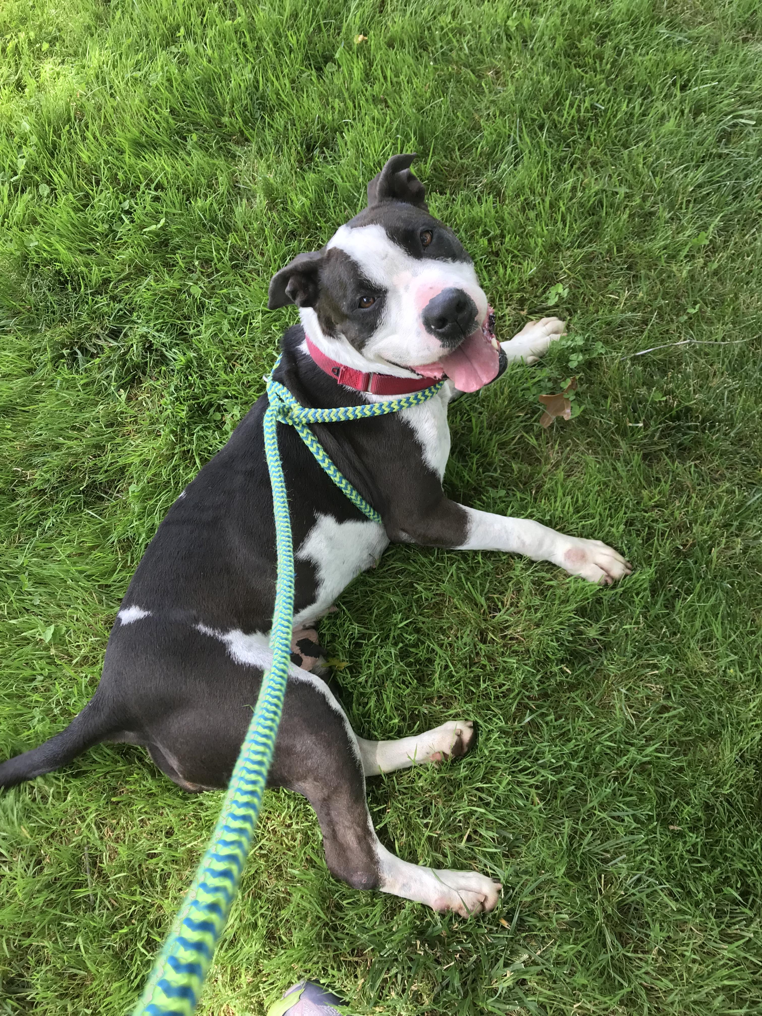Kiki - lovable & happy, Adoptable, Senior Female American Staffordshire Terrier.